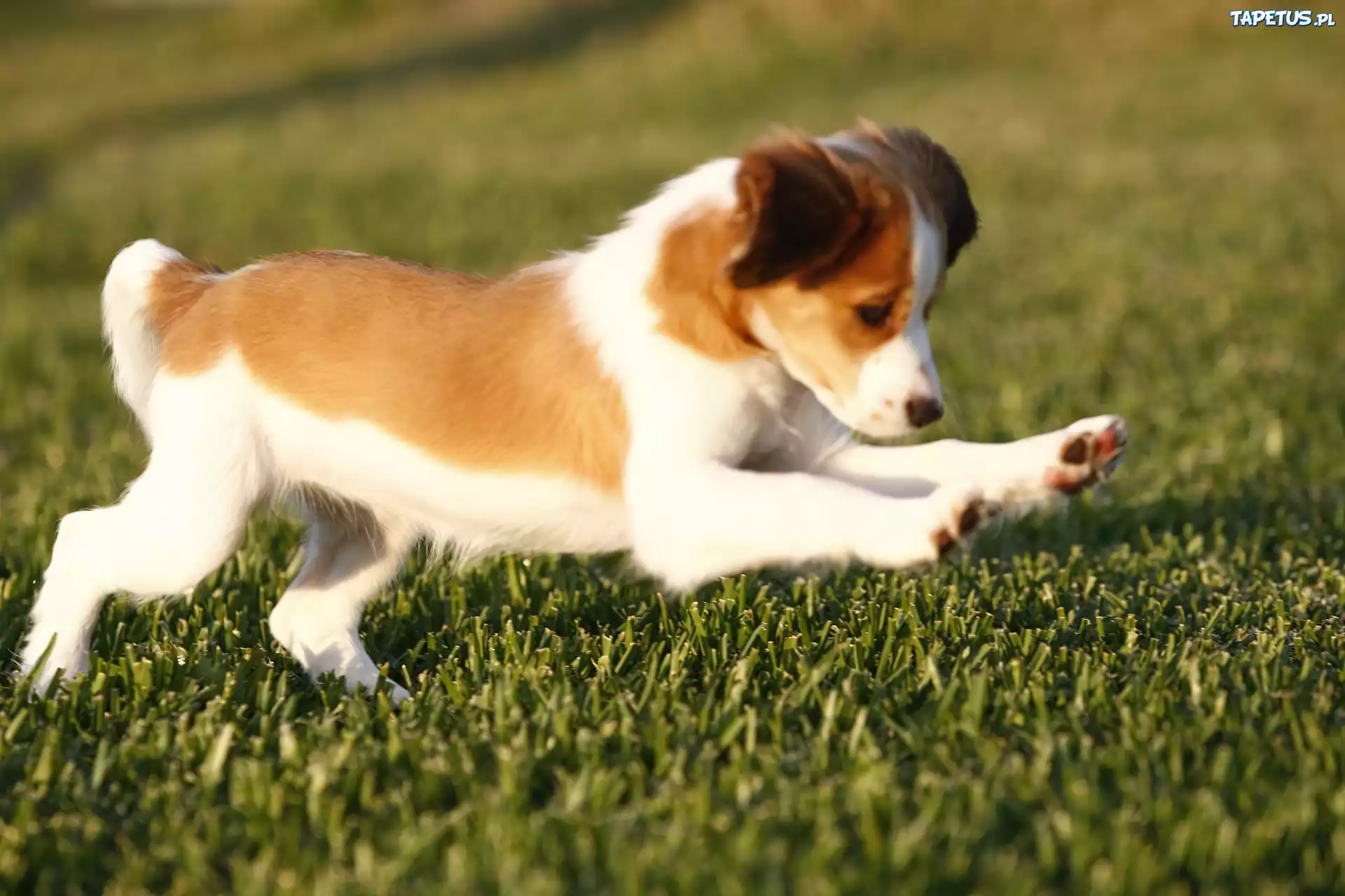 słodki, Płochacz holenderski, Kooikerhondje, zielona, trawa