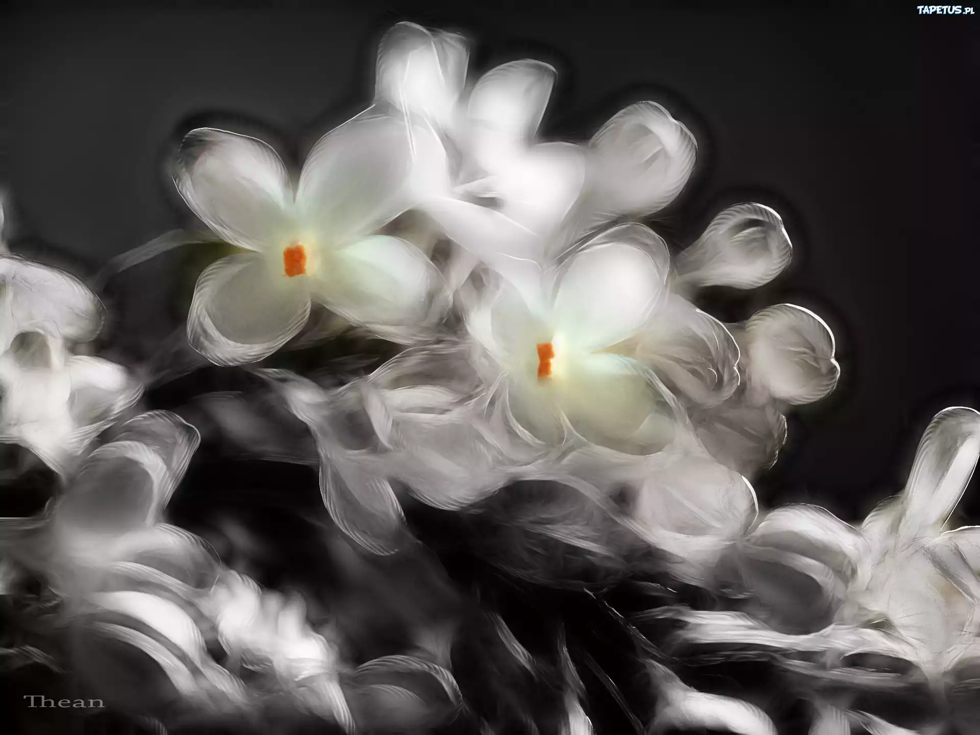 Bez, Fractalius