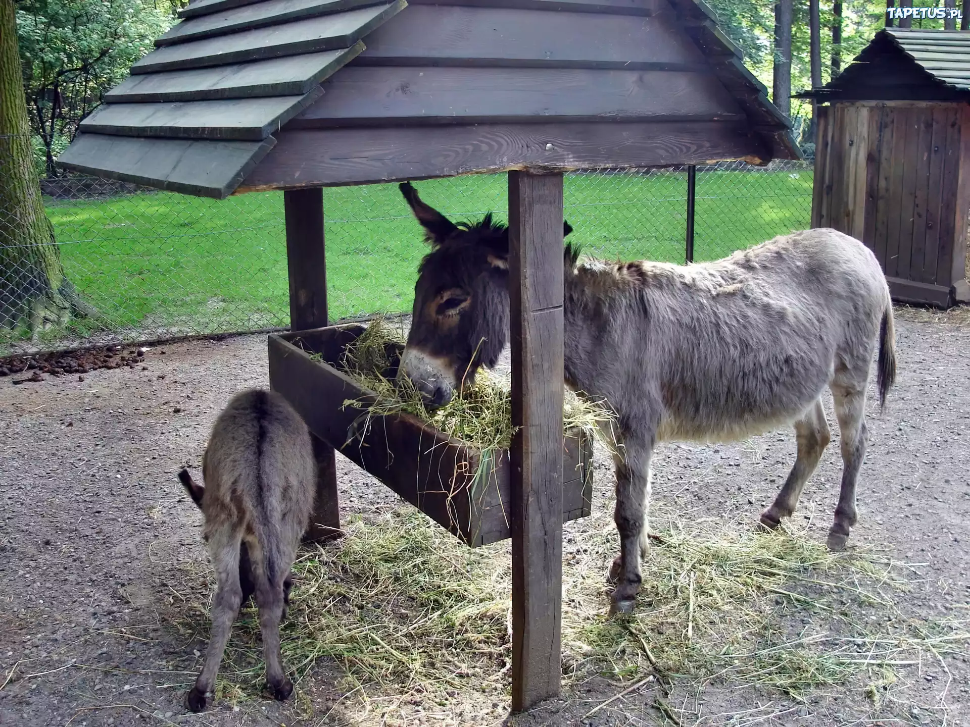 Osiołek, Korytko, Siano