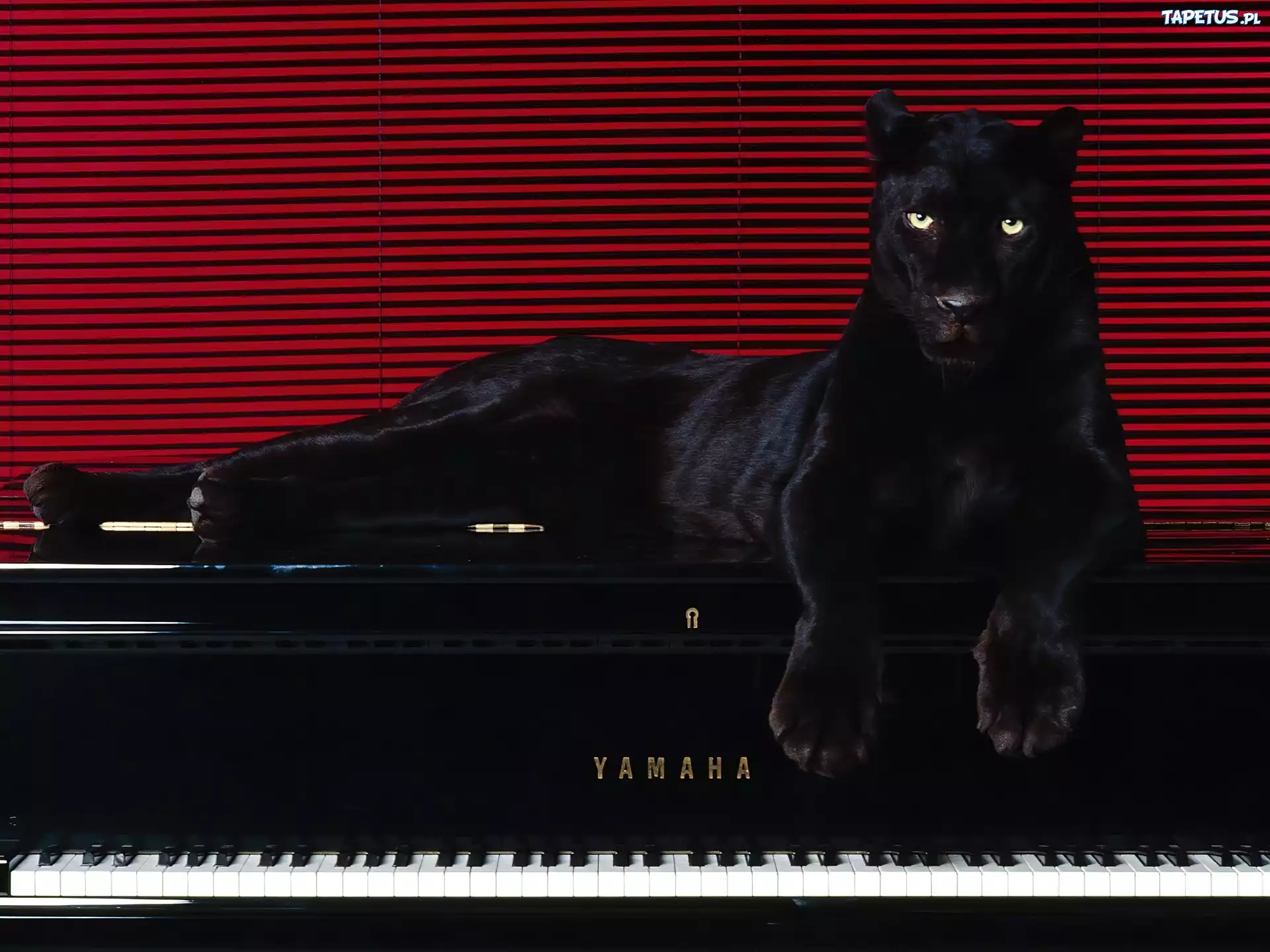 Czarna, Pantera, Pianino