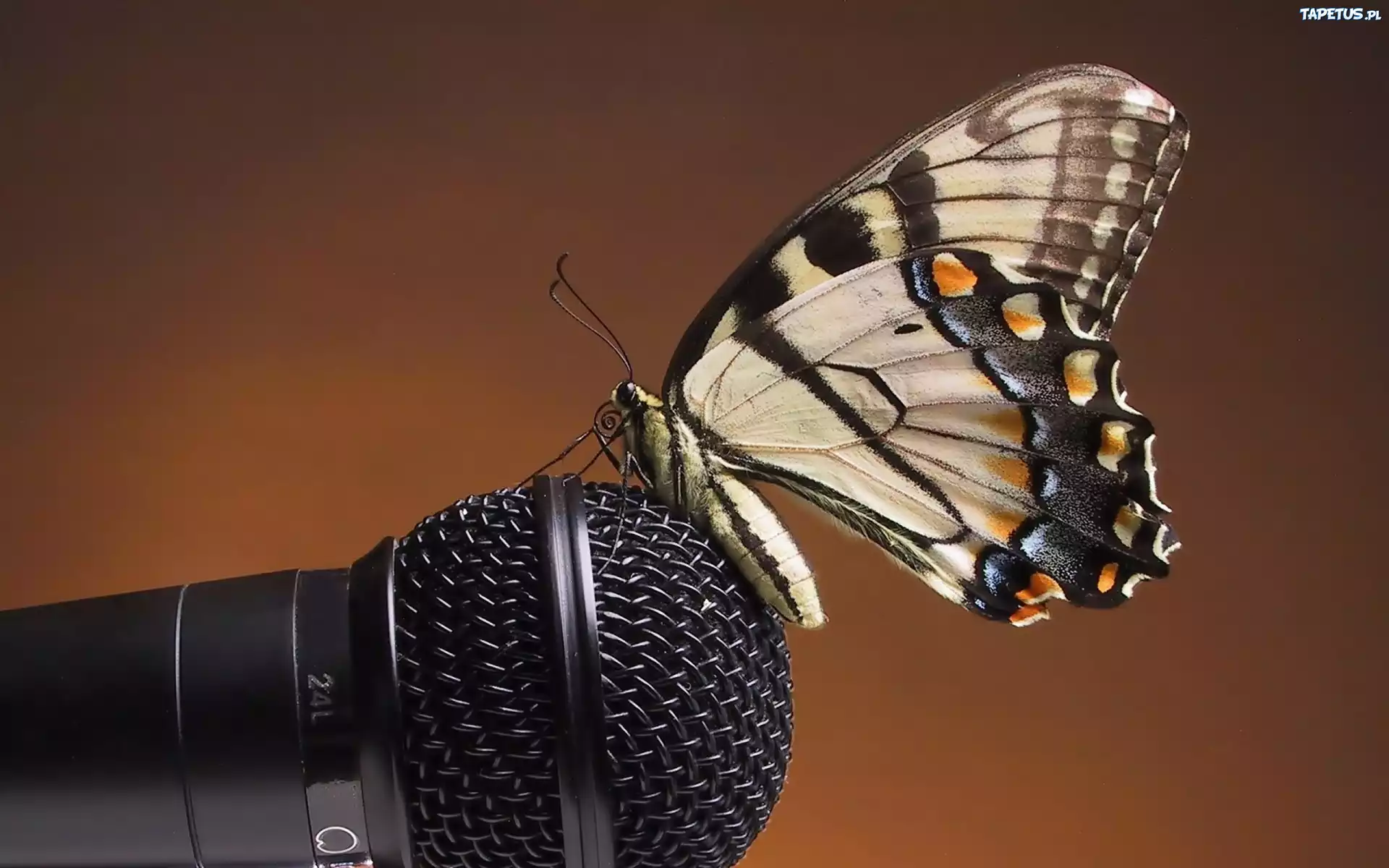 Mikrofon, Motyl