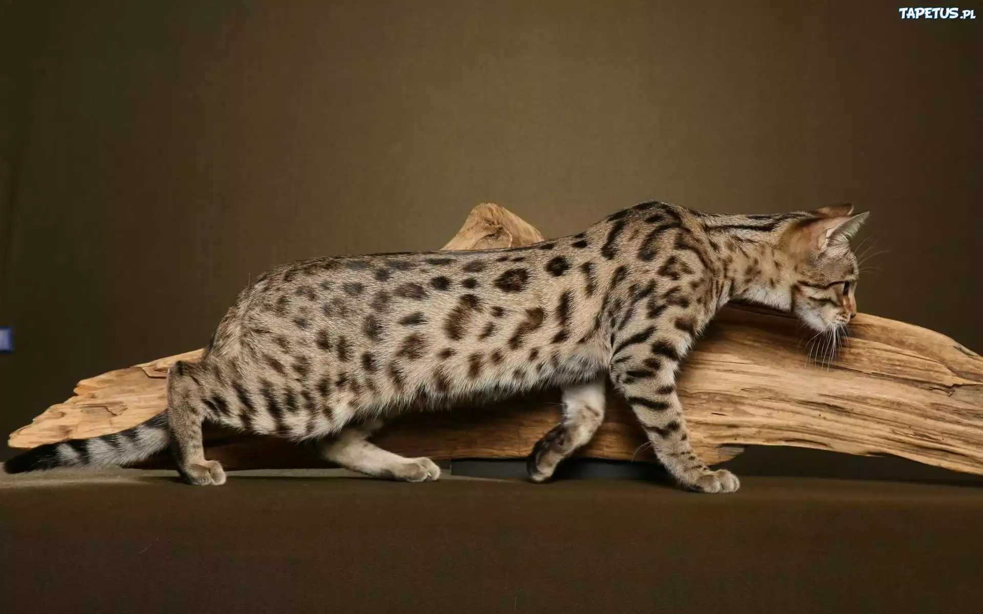Kot Bengalski, Konar