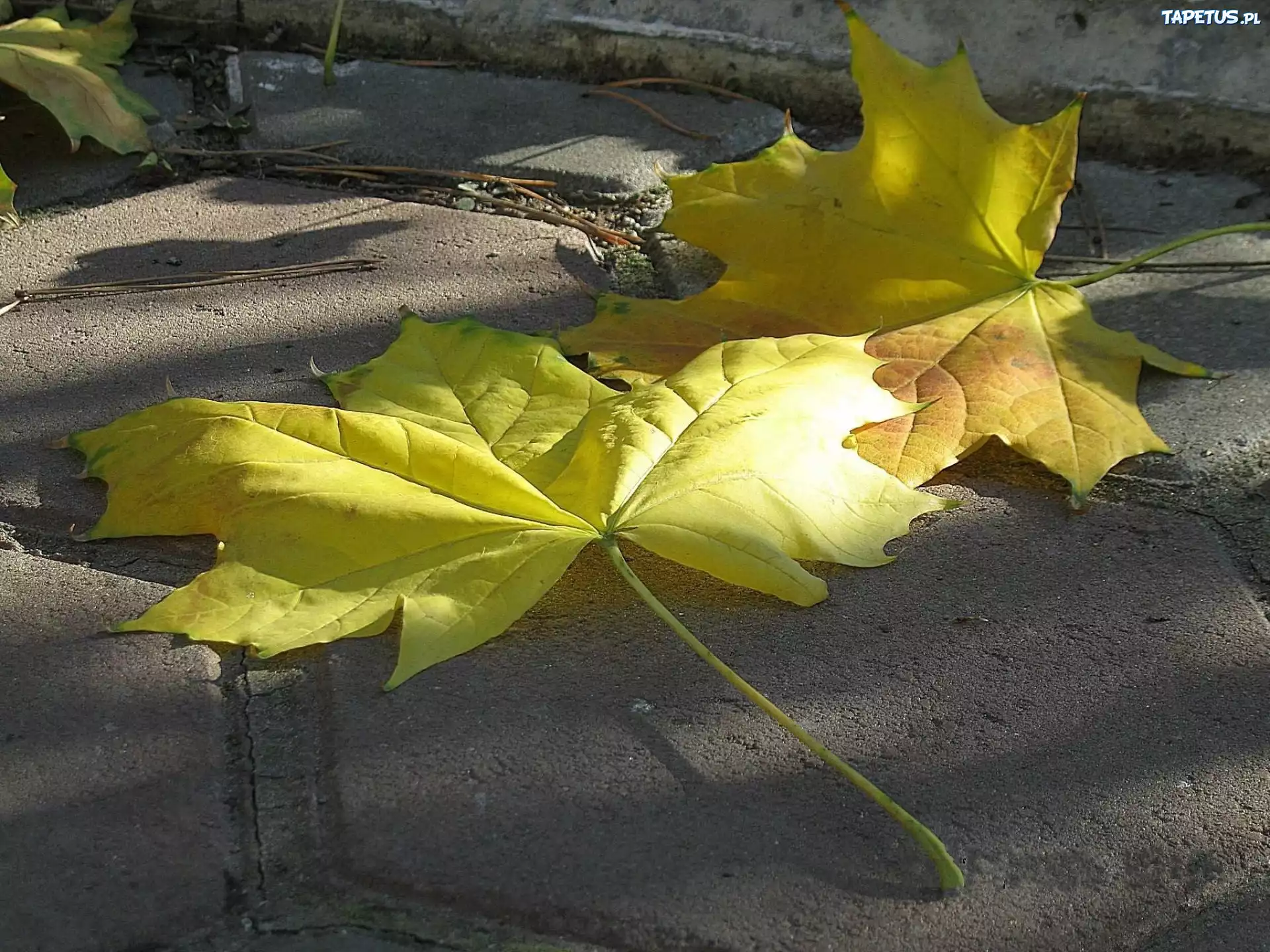 Опавшие кленовые листья без смс