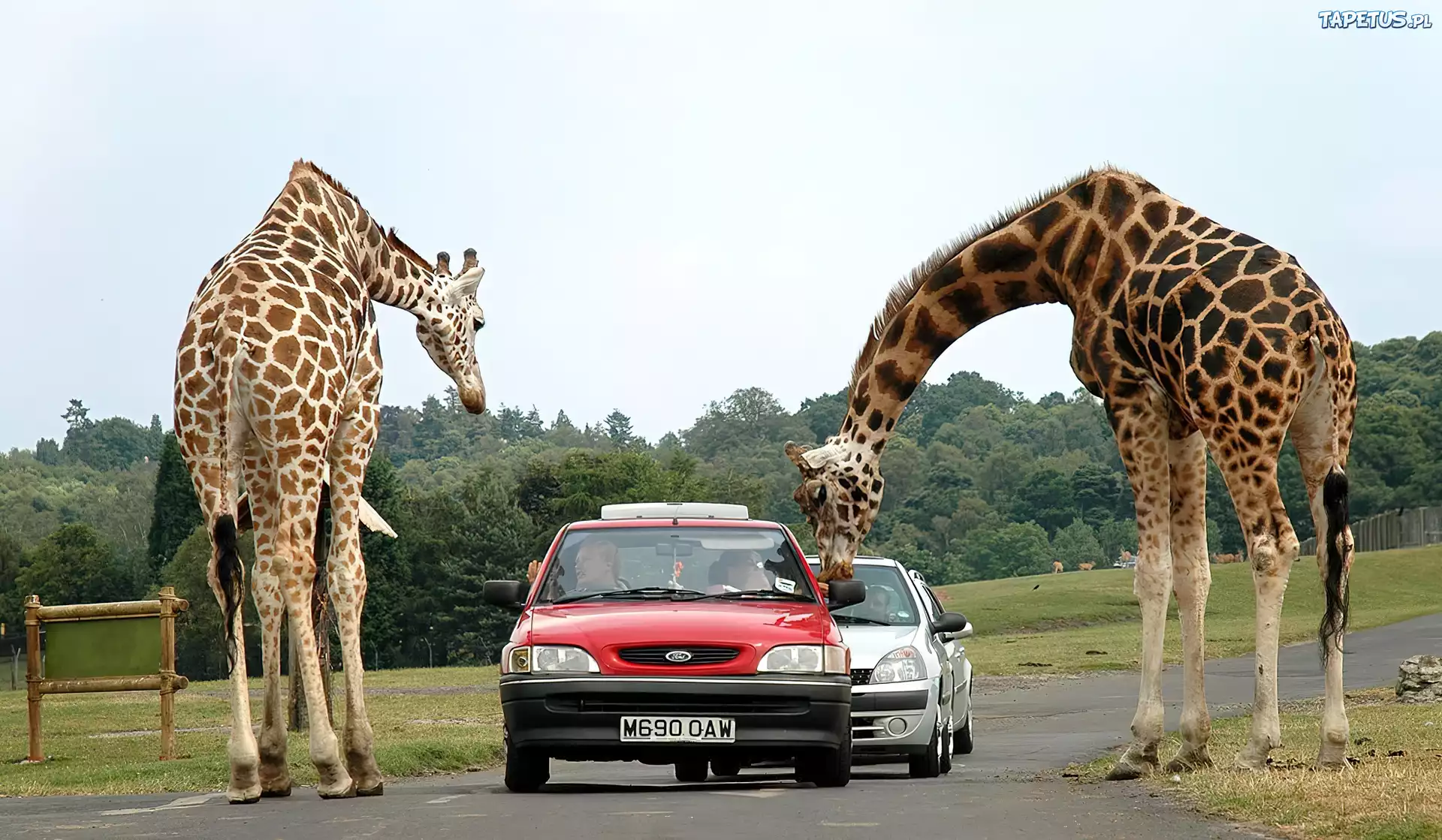 Żyrafy, Samochody, Safari