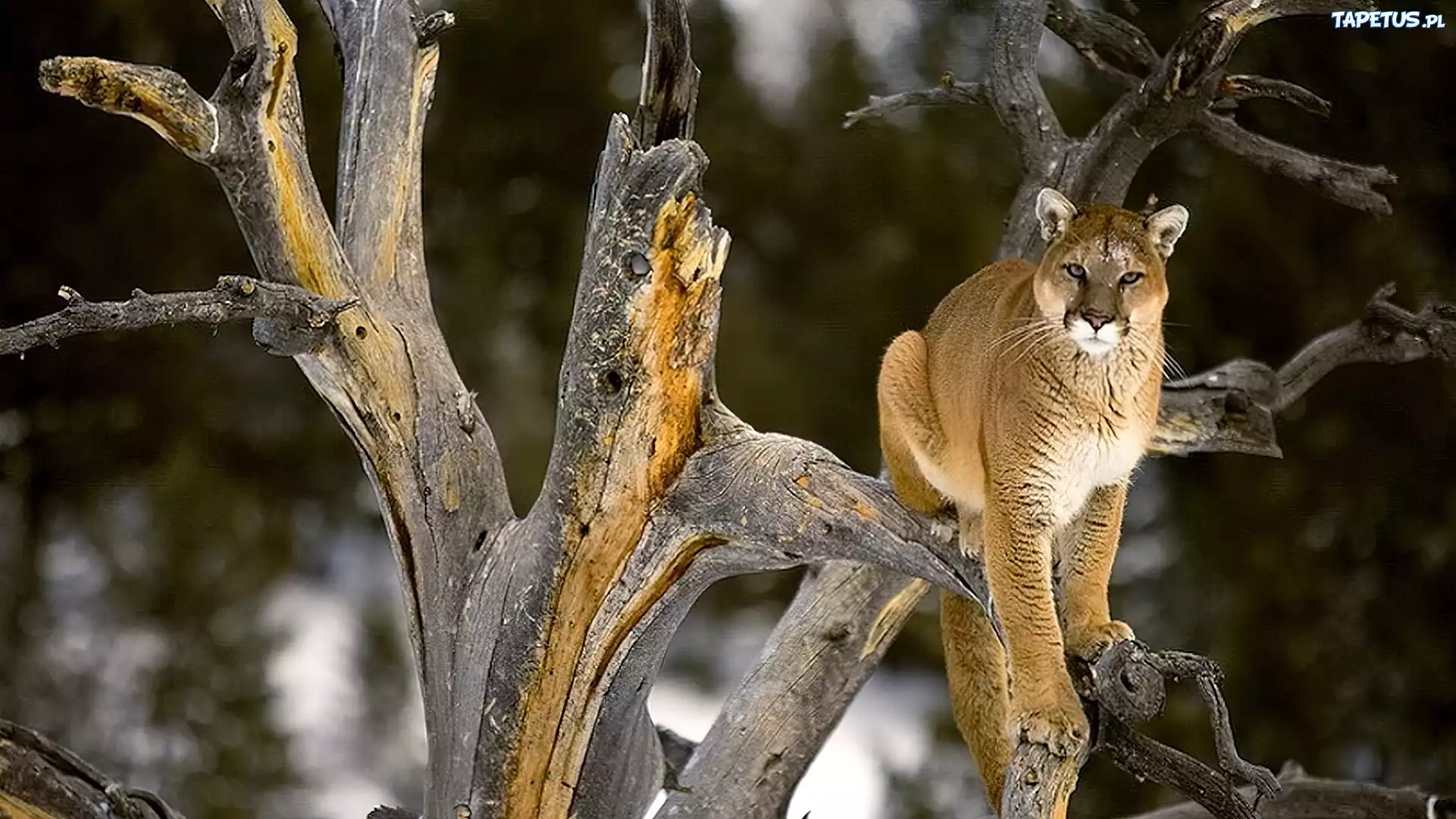 Puma, Kot, Drzewo