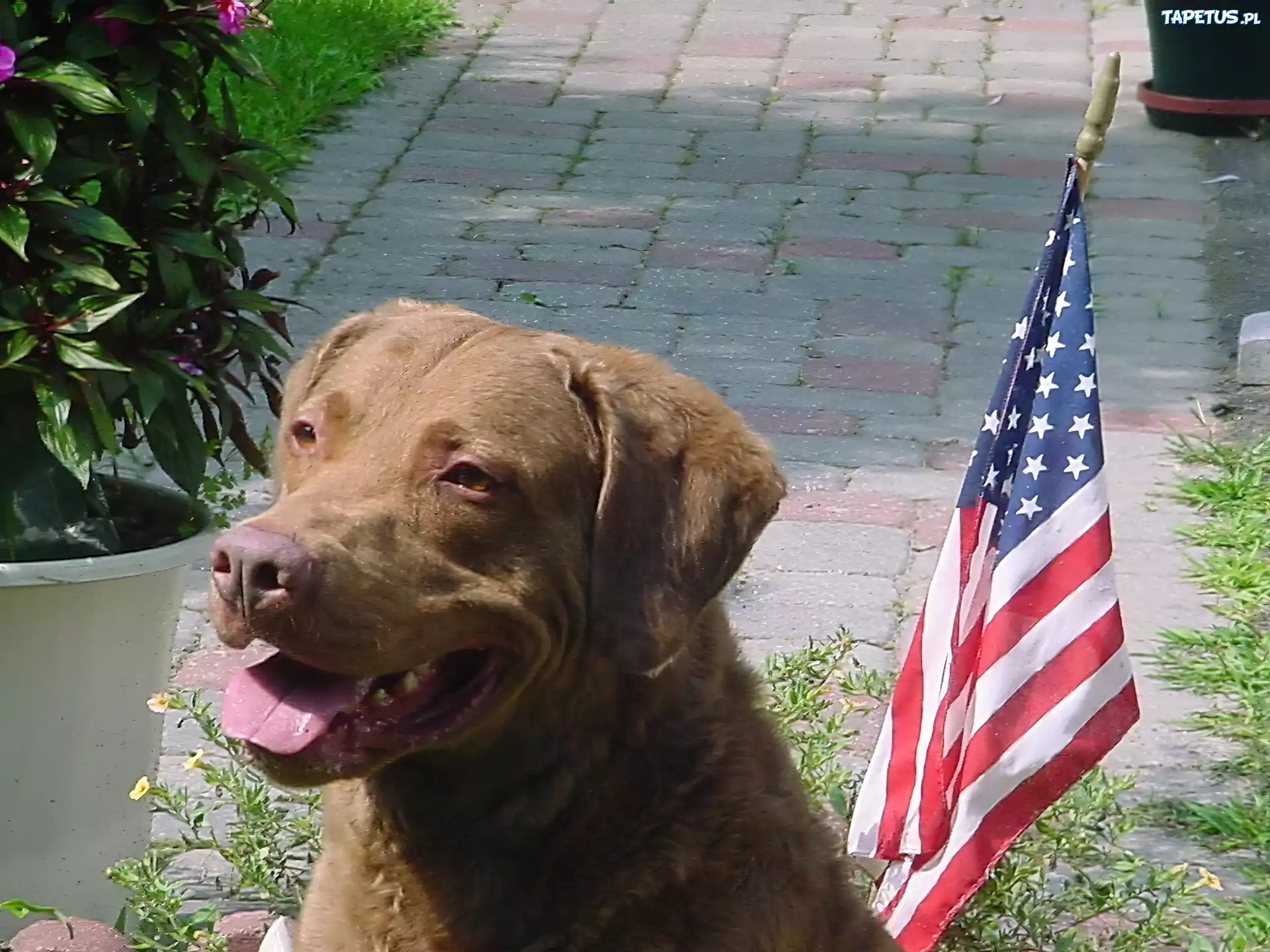 Chesapeake Bay retriever, flaga USA