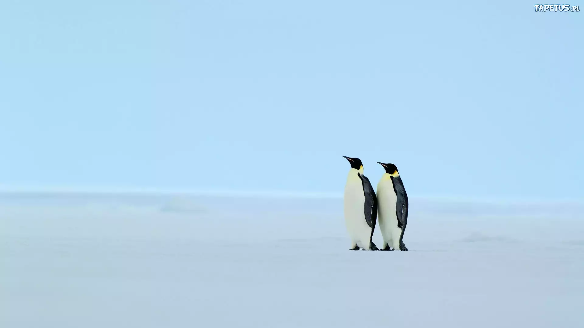 Pingwiny