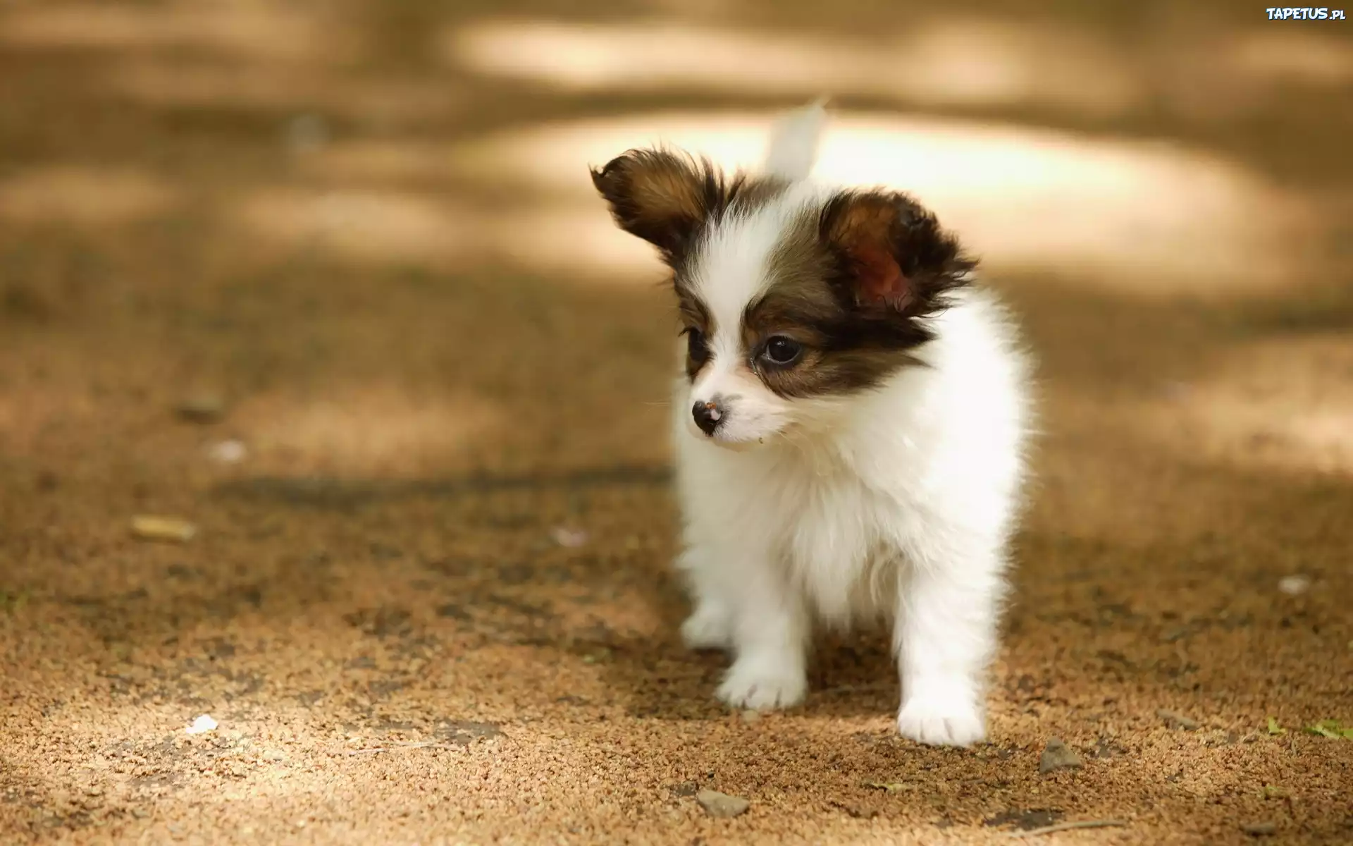 Szczeniak, Spaniel, Papillon