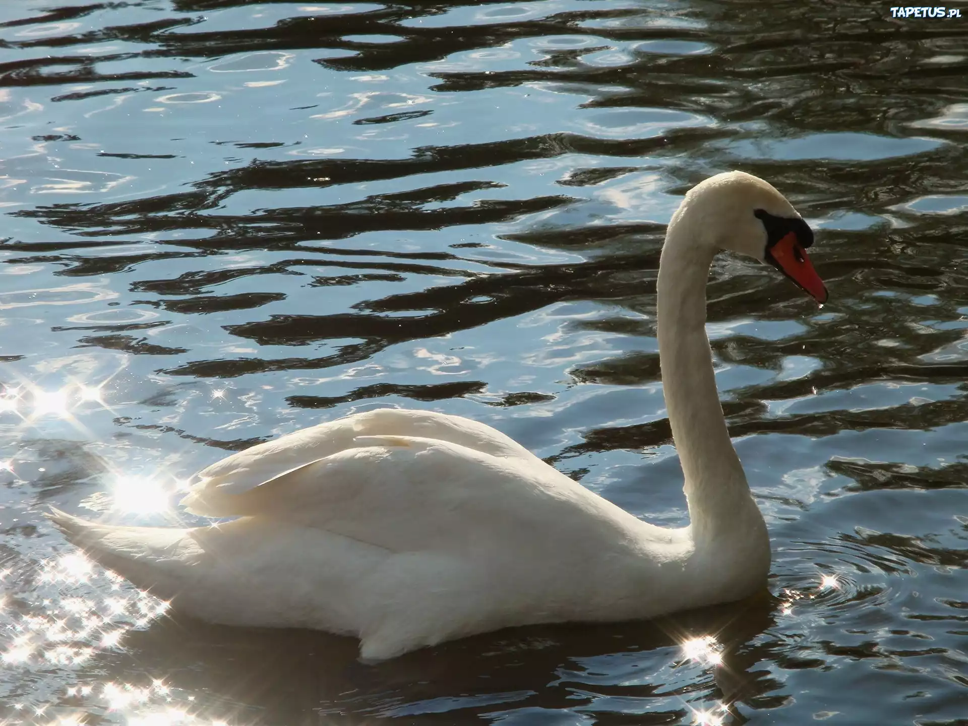 Biały, Łabędź, Woda, Refleksy, Światła