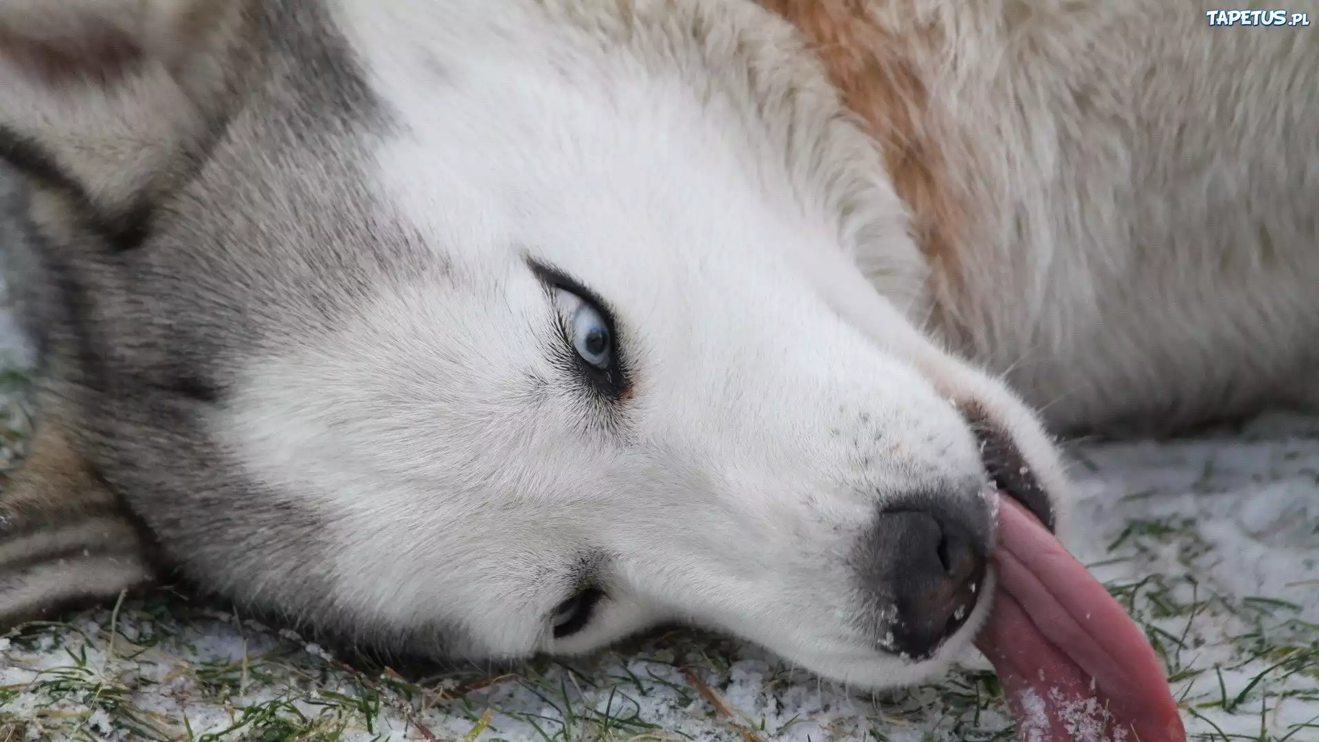Język, Siberian Husky