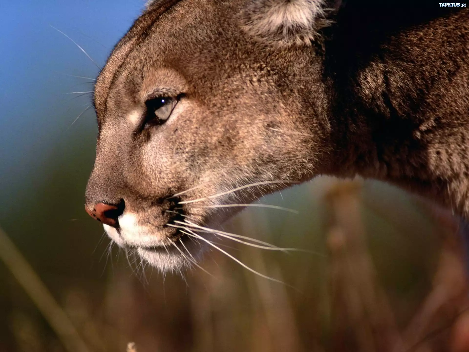 Puma