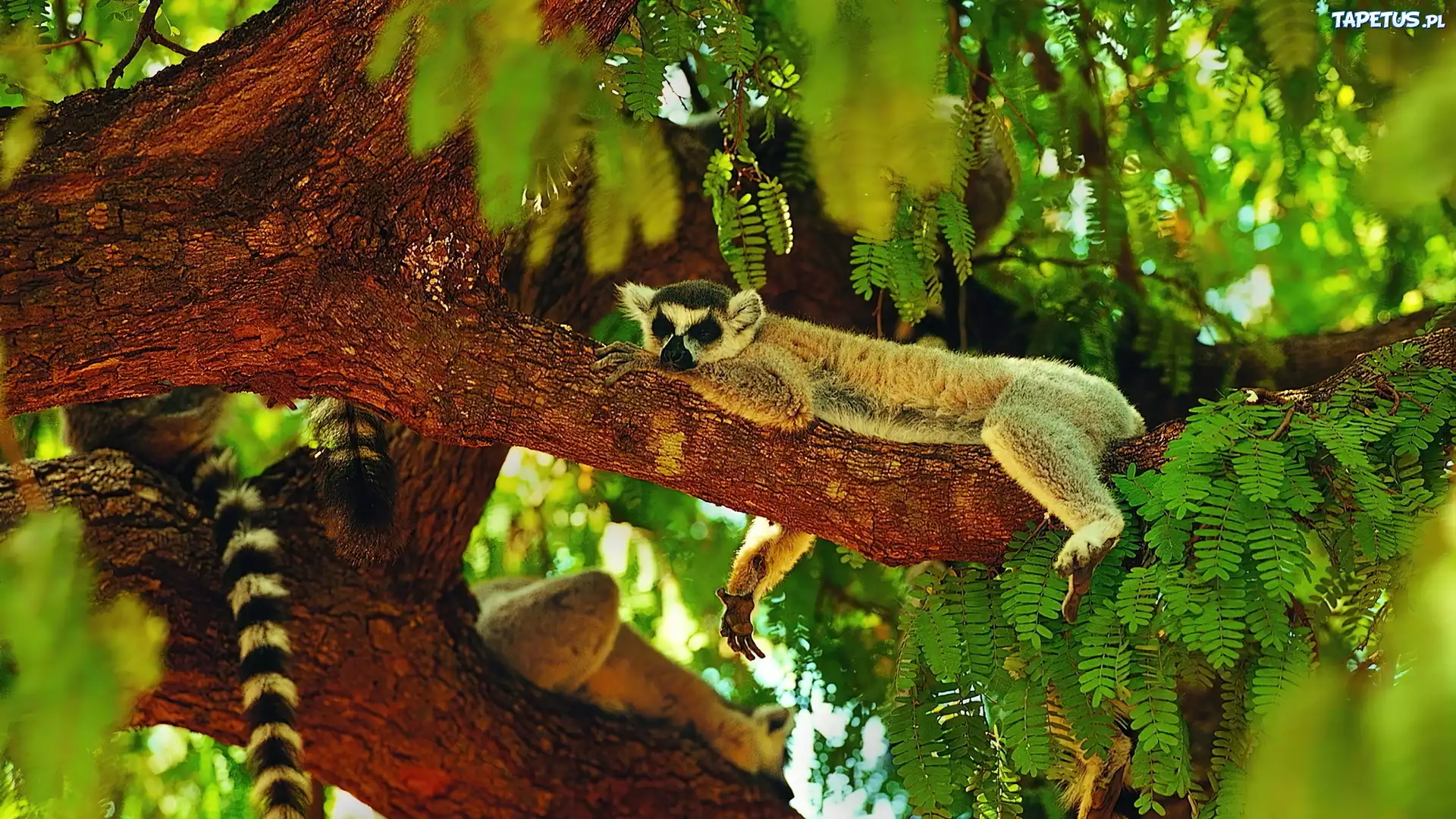 Lemur, Drzewo, Zieleń, Ogon