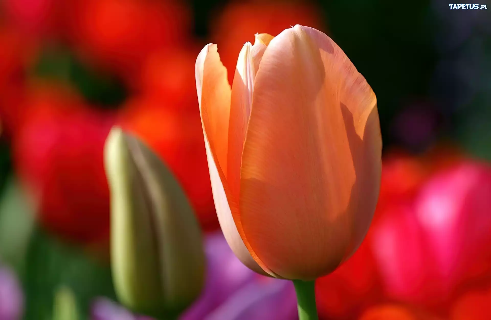 Tulipan, Pąk