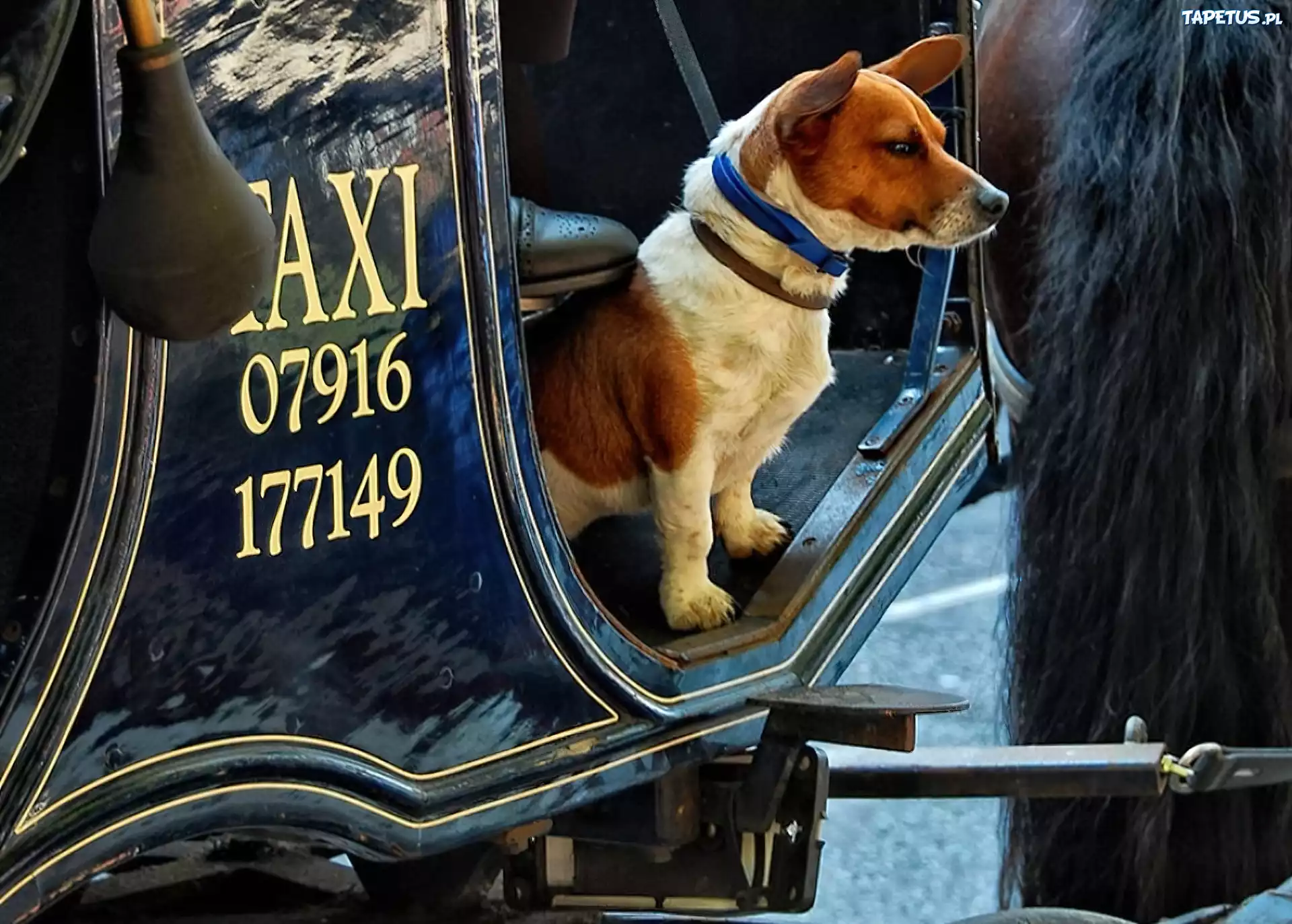 Pies, Taxi, Ogon, Konia
