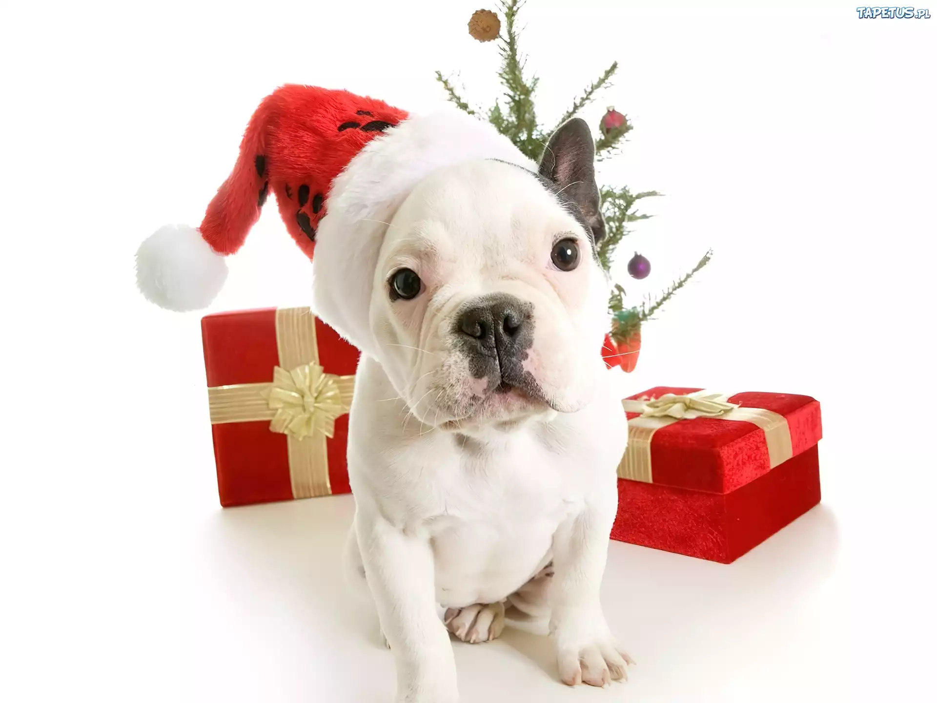 Buldog Francuski, Święta, Prezenty, Czapka, Mikołaja
