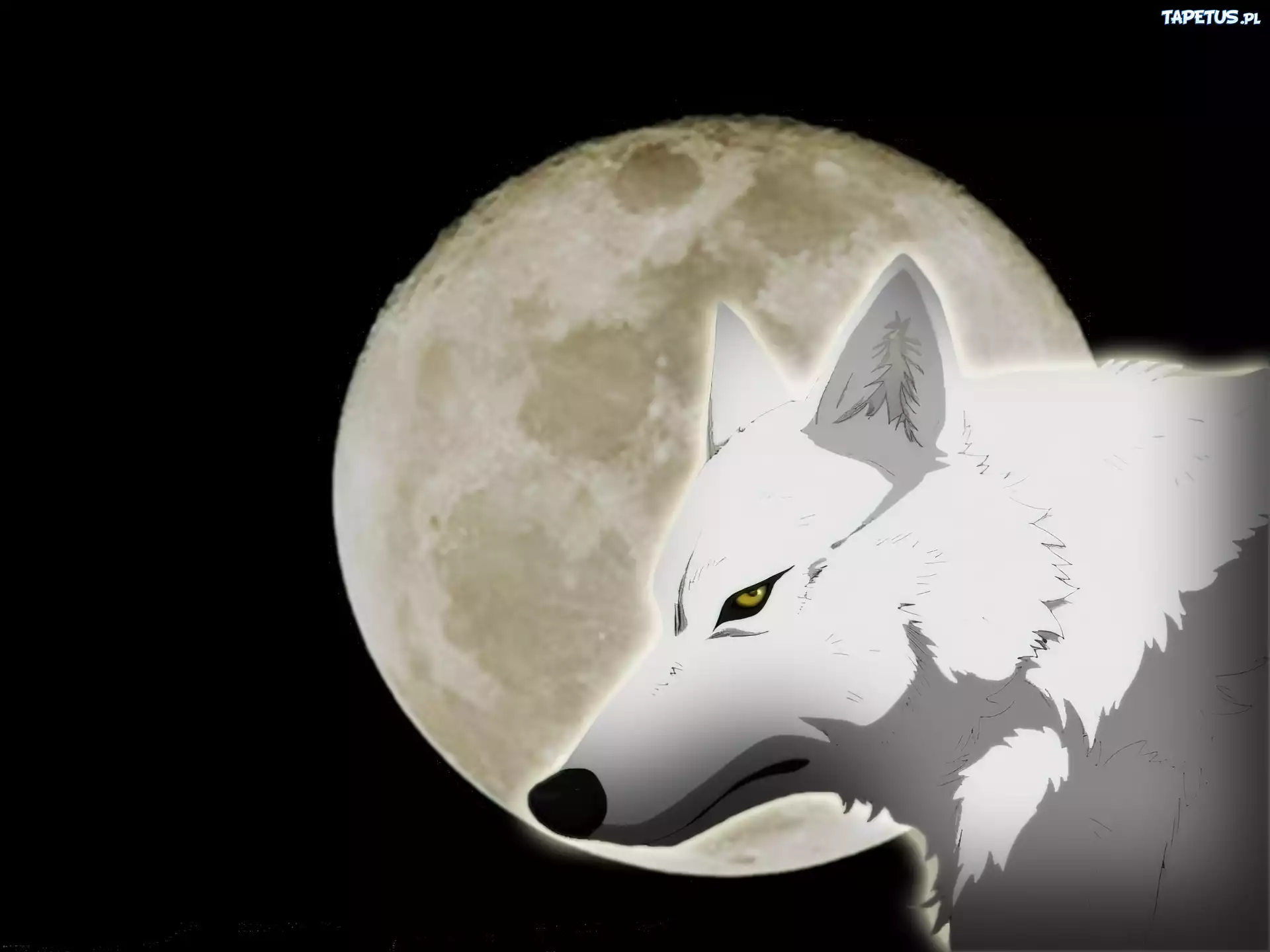 wilk, księżyc, Wolfs Rain