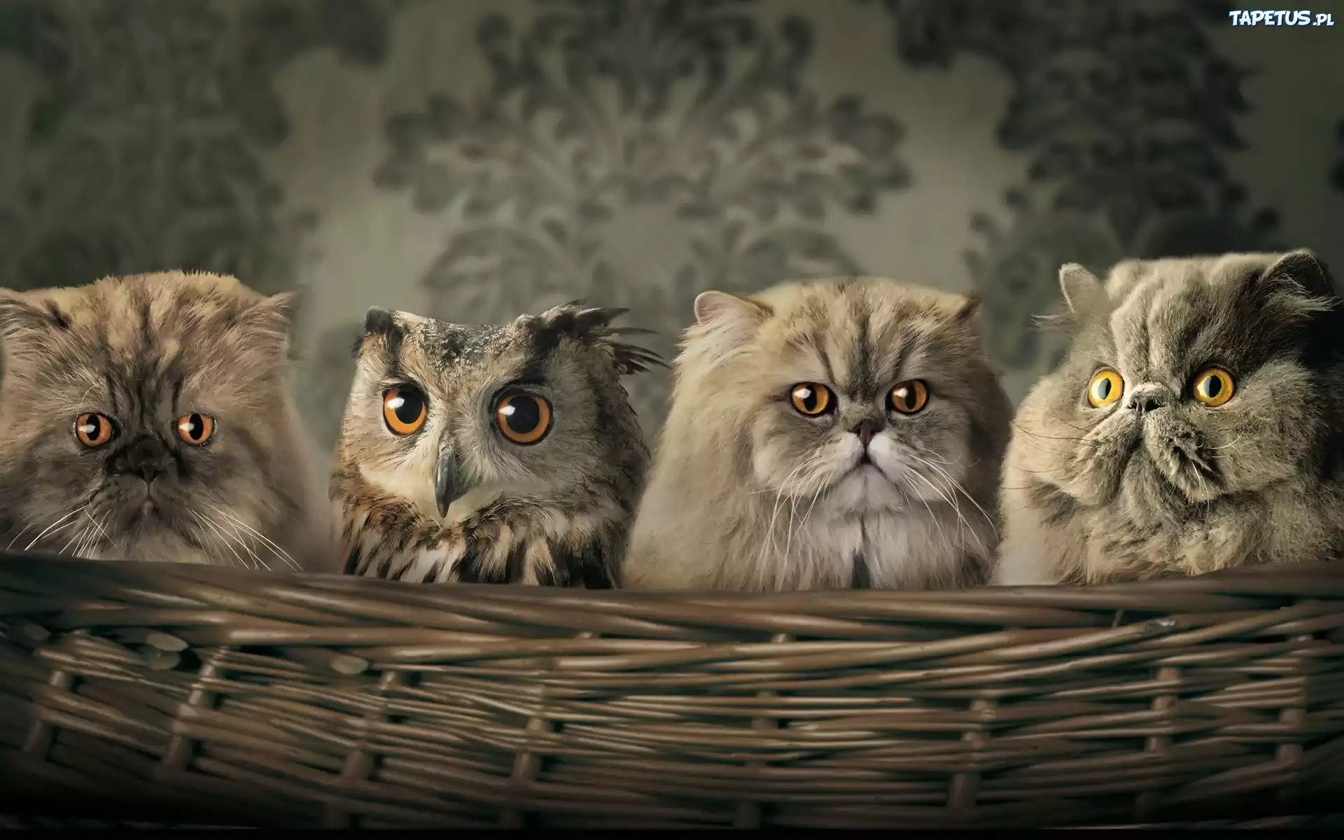 Wiklinowy, Kosz, Sowa, Koty perskie