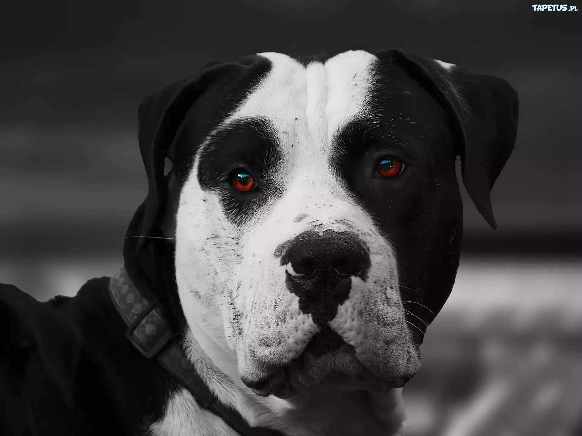 Amstaff, Oczy, Obroża