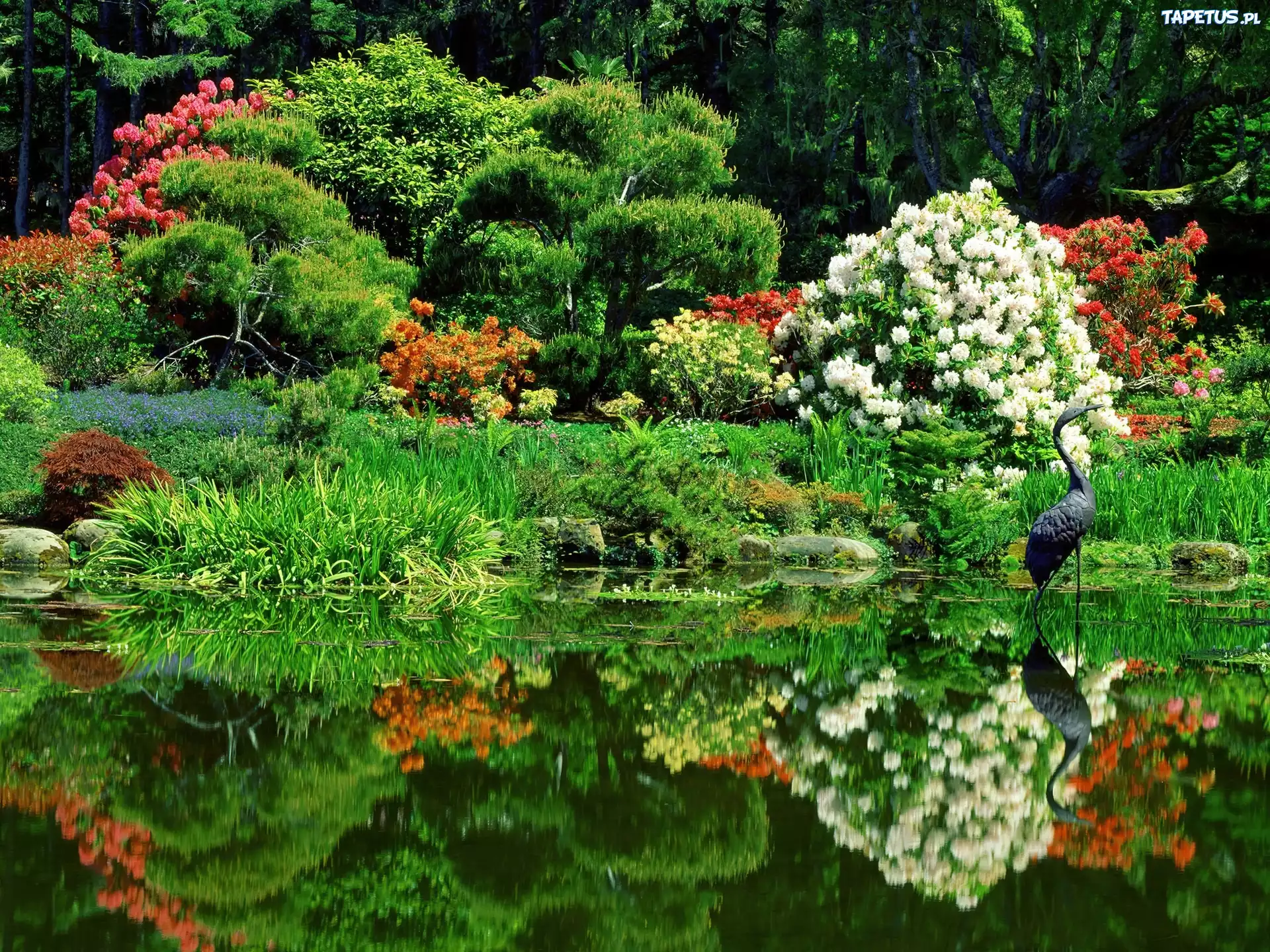 Цветущий водоем. Красивый сад. Природа сад. Японский сад с прудом.