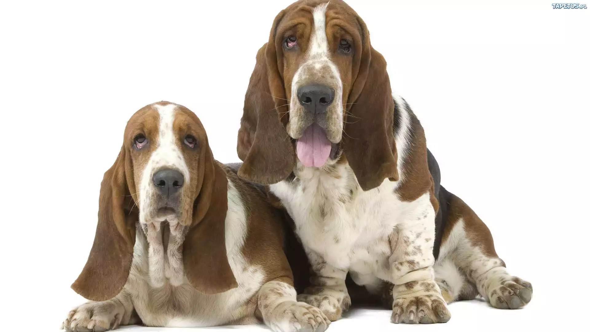 Dwa, Pieski, Basset Hound, Długie, Uszy