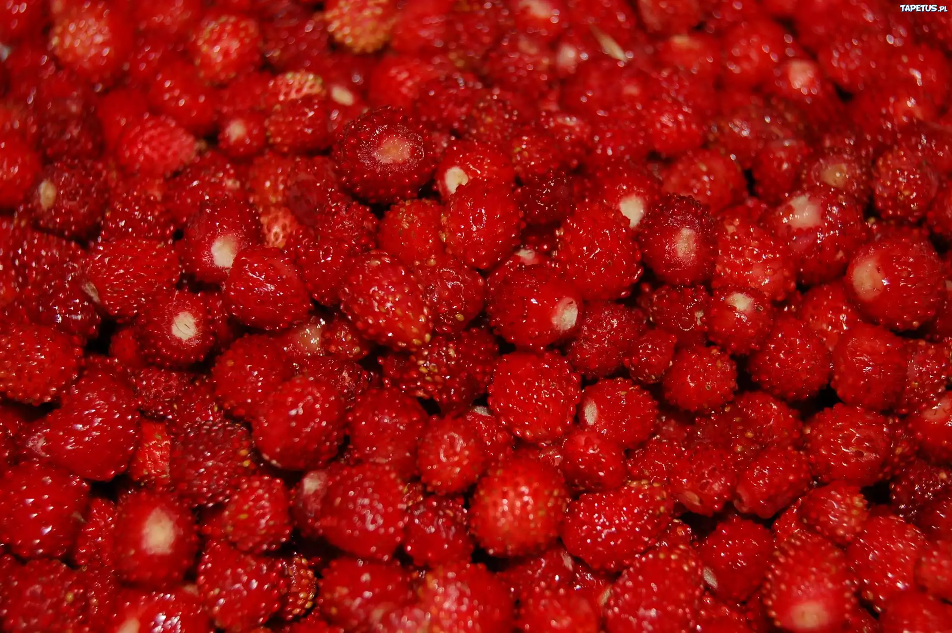 Poziomki