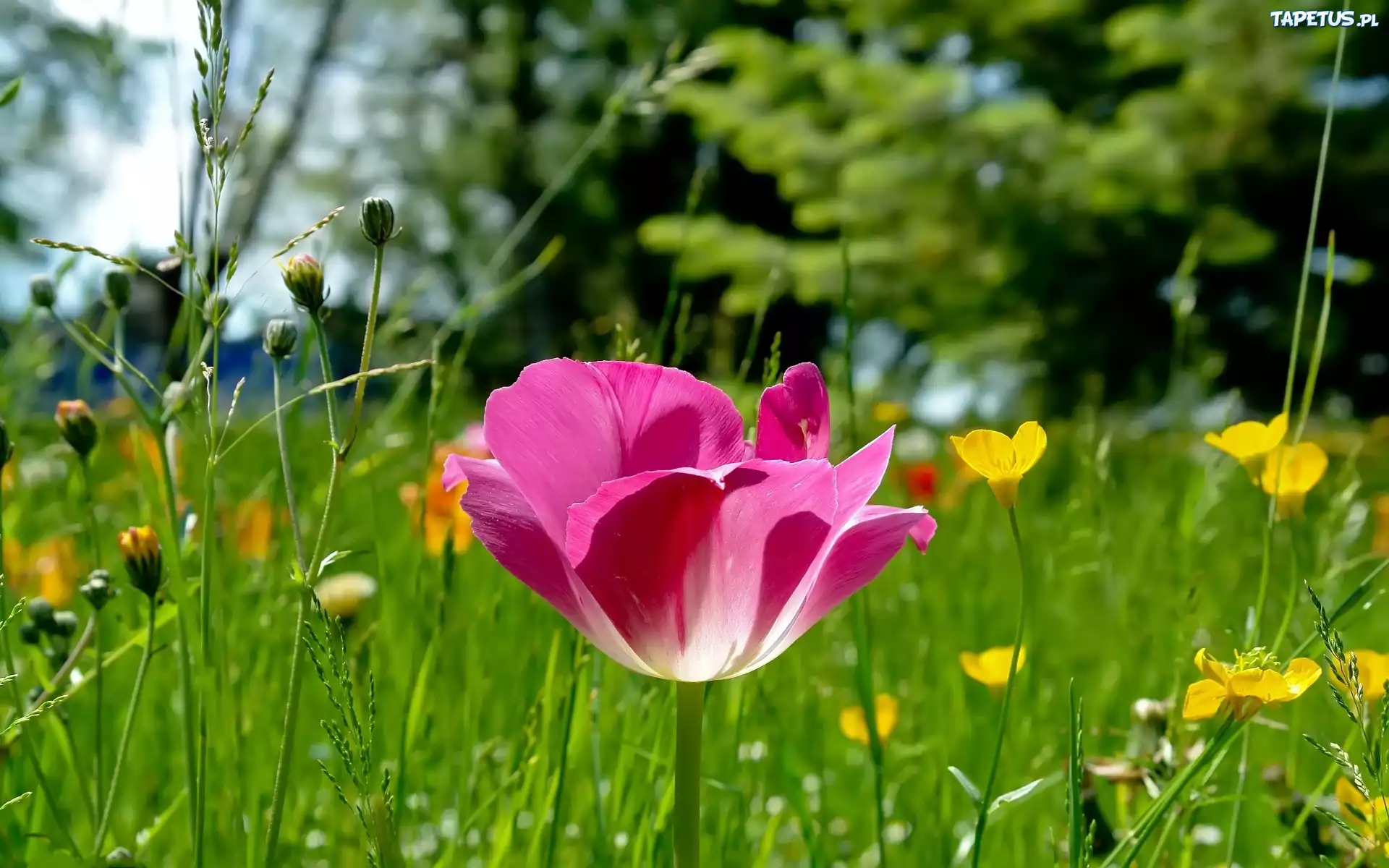 Różowy, Tulipan, Łąka