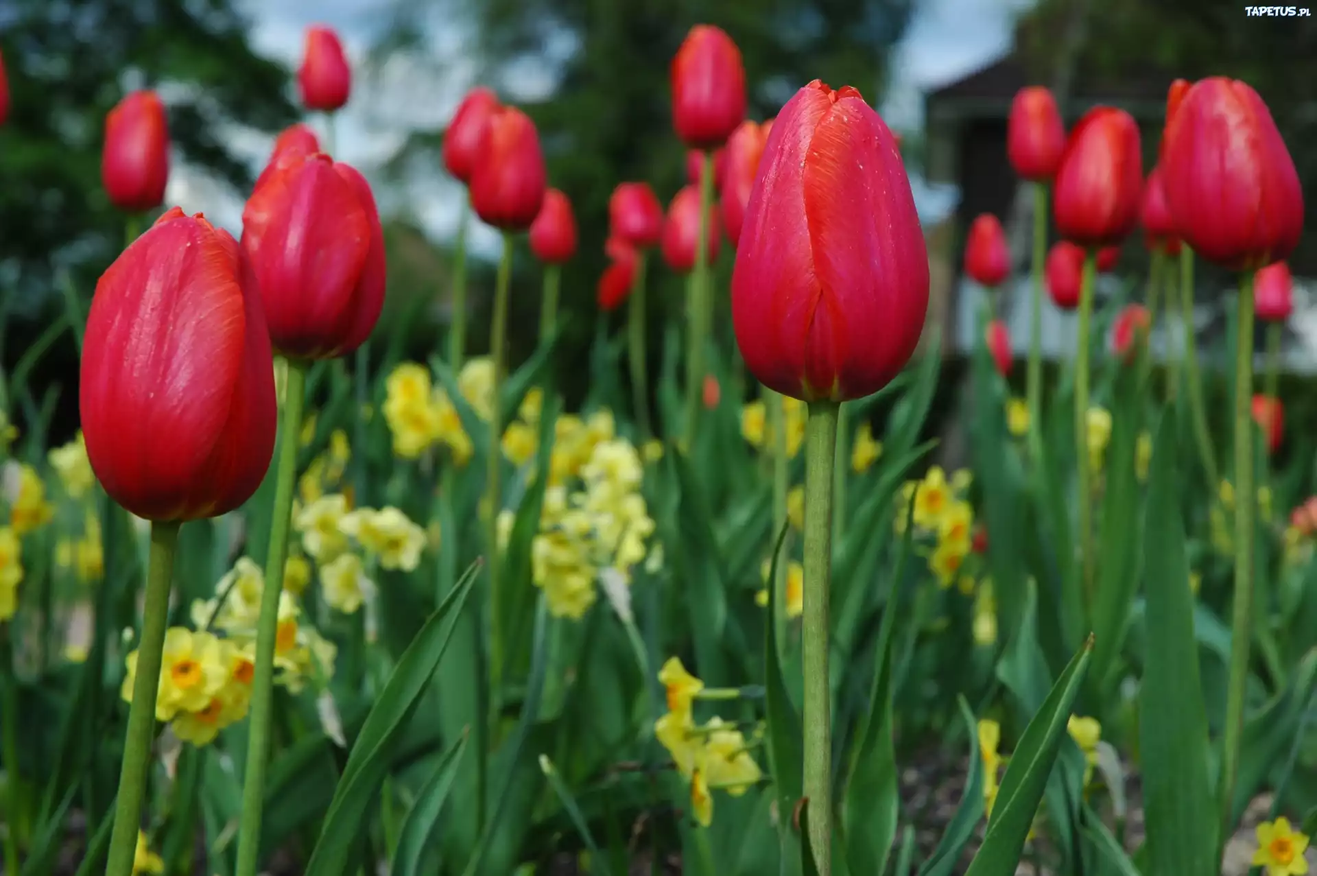 Czerwone, Tulipany