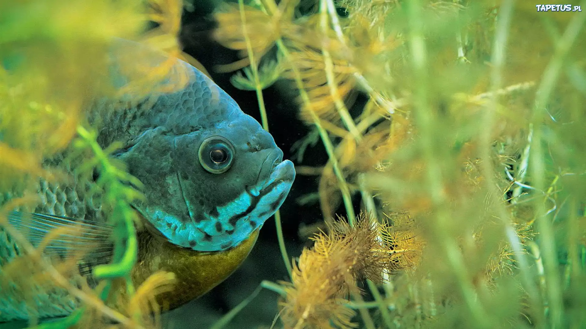 В воде рыбы водоросли. Водоросли с рыбками. Животные и рыбы. Подводный мир. Рыбы прячутся в водорослях.