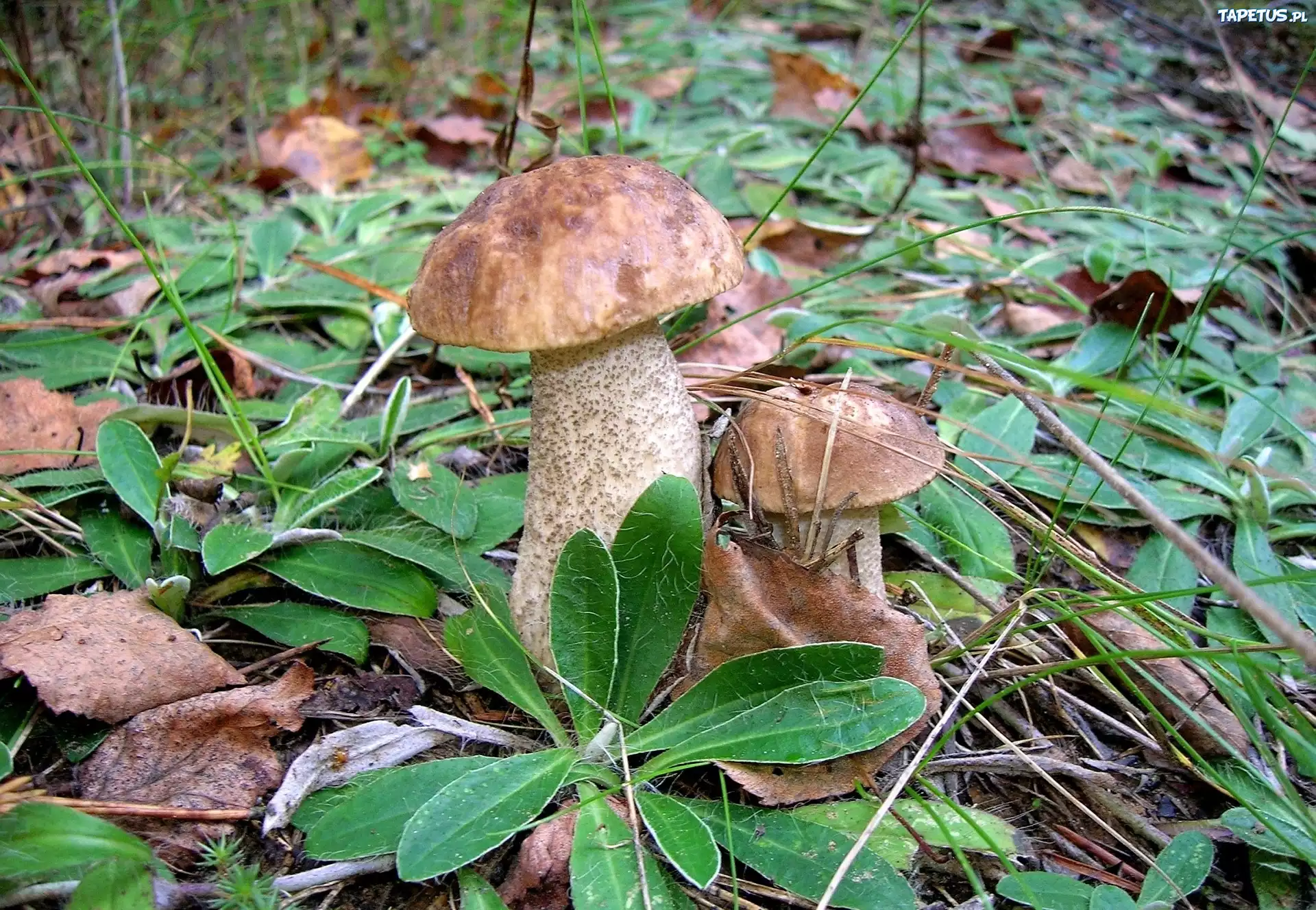 Dwa, Dorodne, Prawdziwki, Runo, Leśne