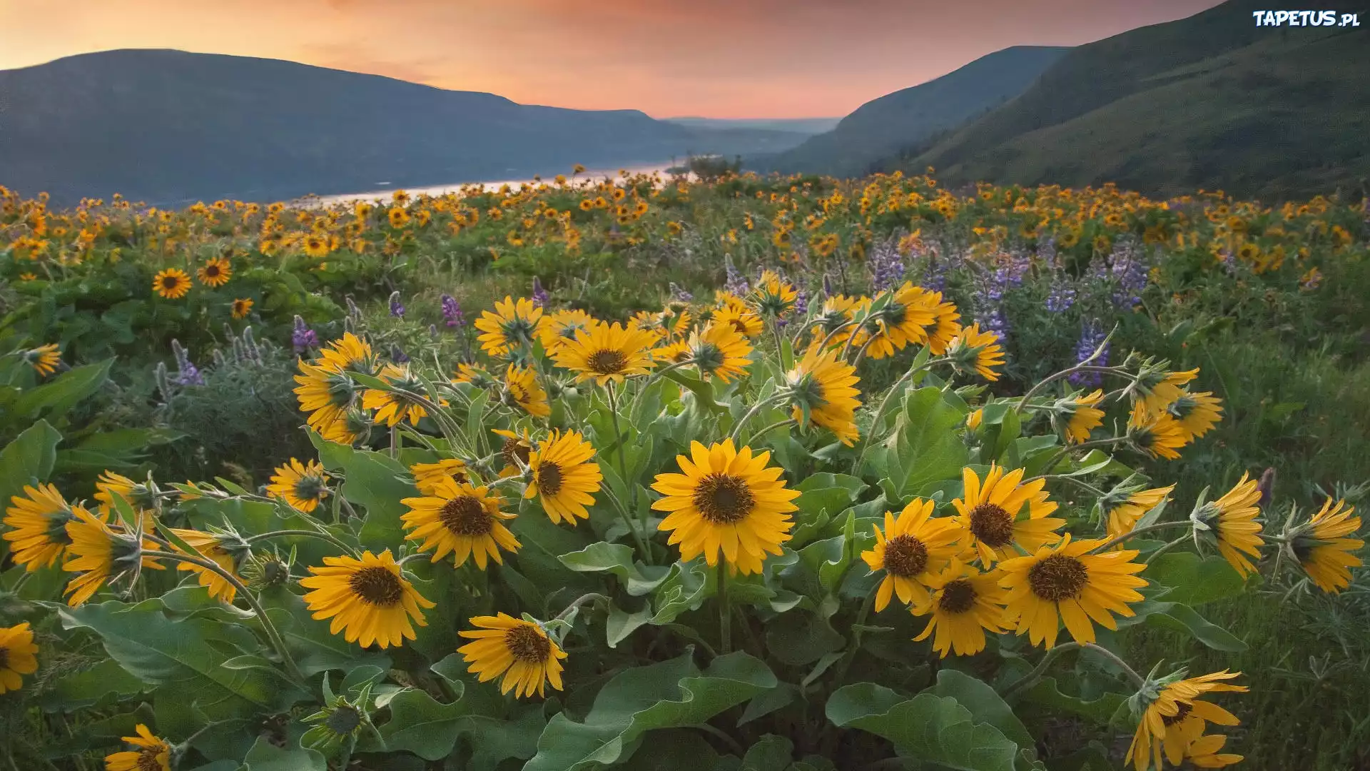 Rezerwat przyrody, Columbia River Gorge, Góry Kaskadowe, Rzeka, Columbia River, Żółte, Kwiaty, Balsamorhiza, Łubin, Zachód słońca, Łąka, Stan Waszyngton, Stany Zjednoczone