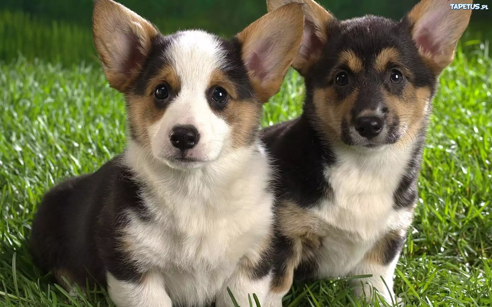 Dwa, Pieski, Corgi, Trawa