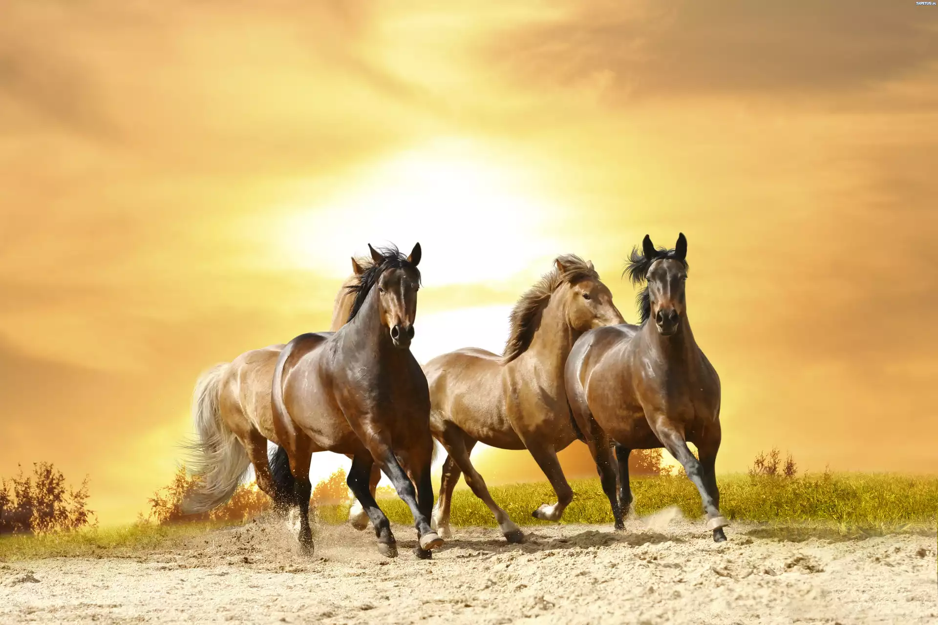 Konie, Zachód, Piach, Galop