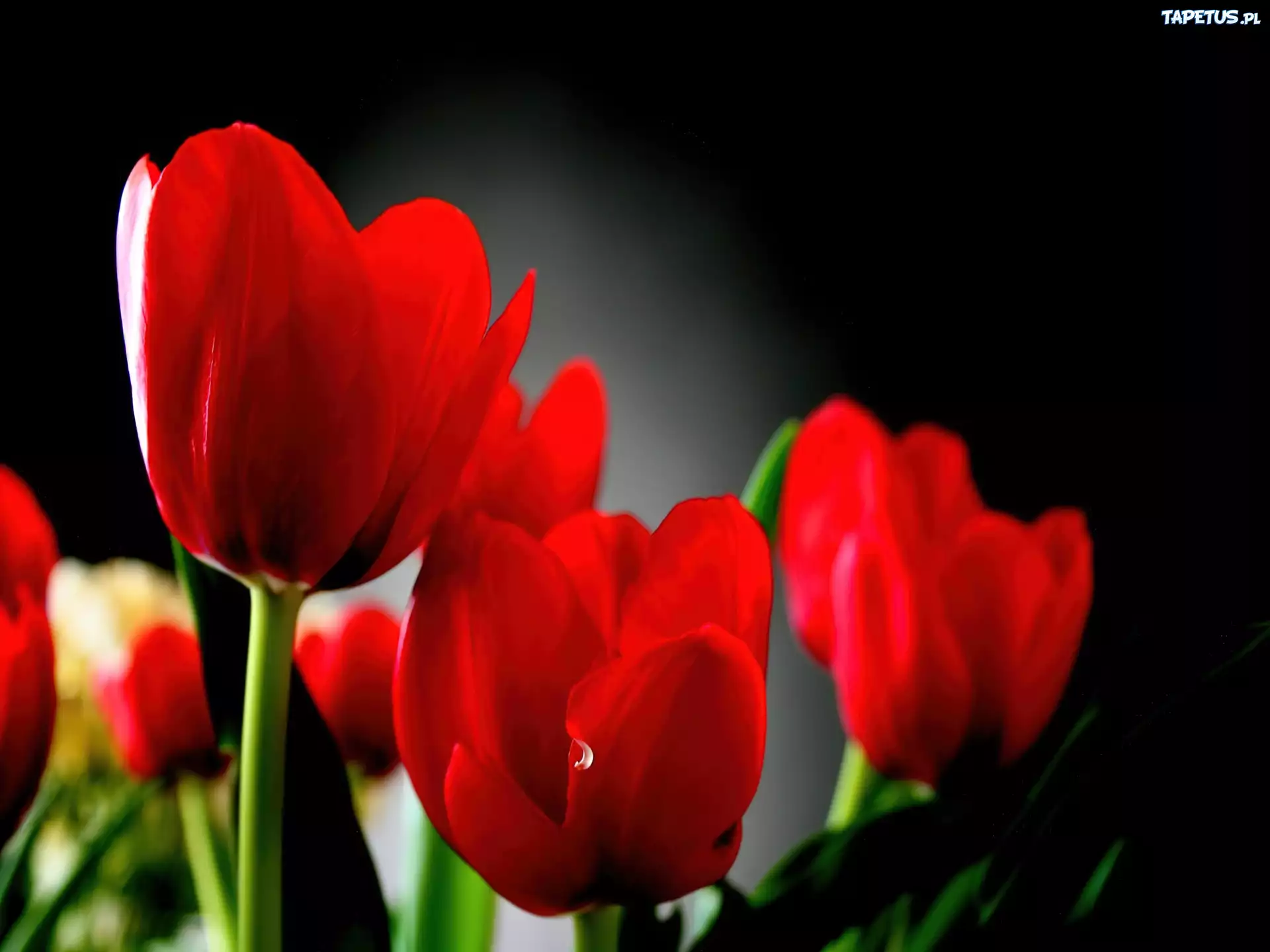 Czerwone, Tulipany