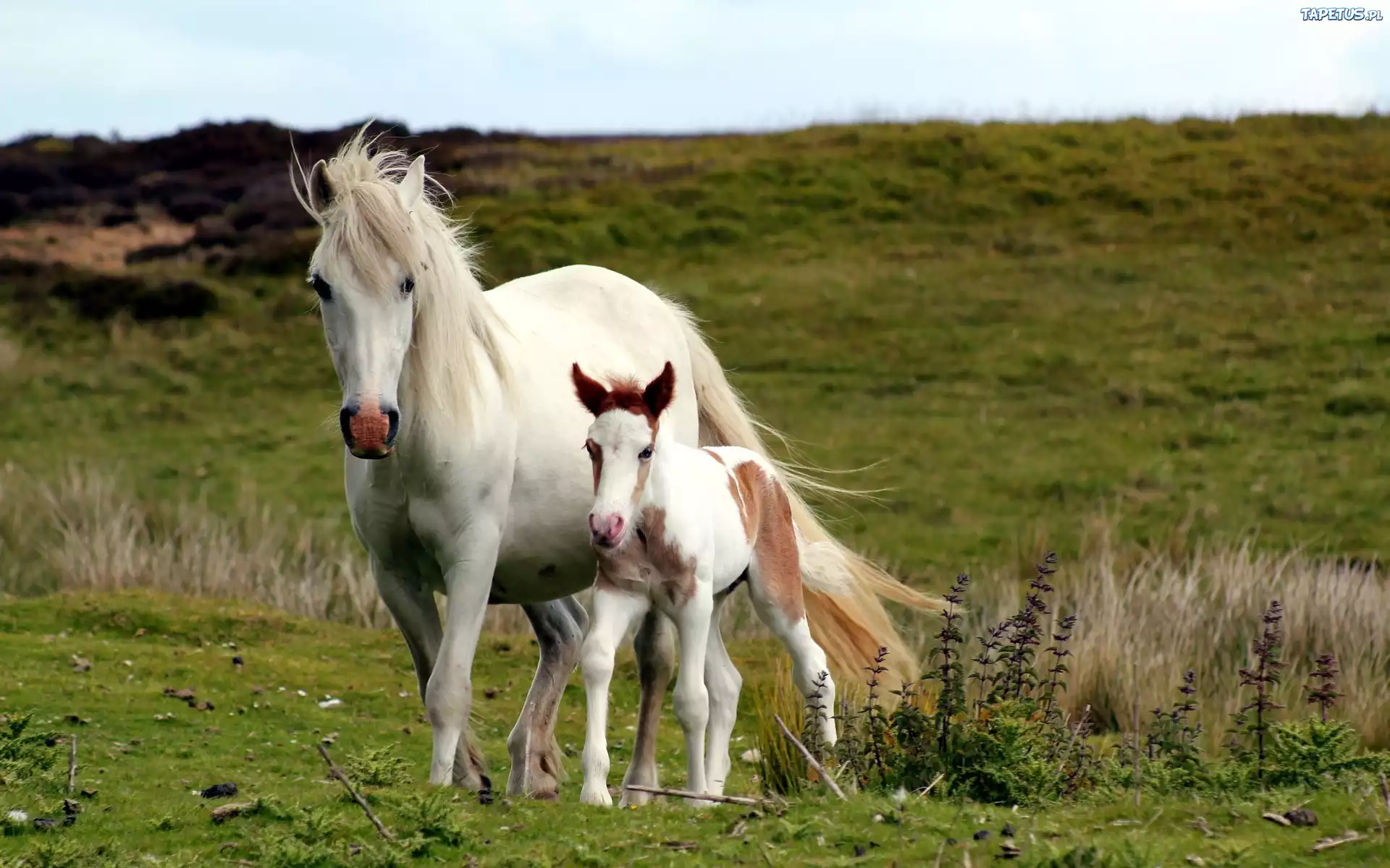 Сайт horse. Орловский рысак жеребёнок. Лошади на природе. Красивый конь. Лошади на рабочий стол.