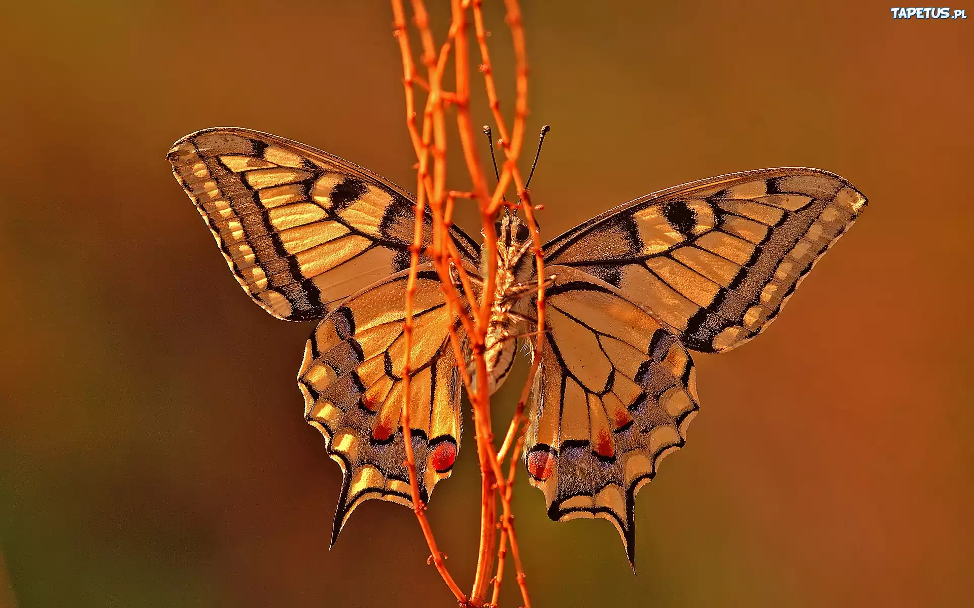 Motyl, Gałązki