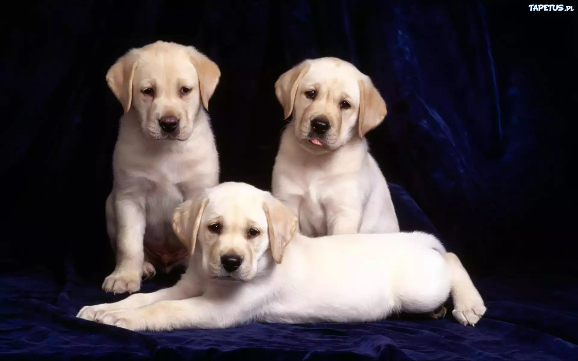 Trzy, Labradory, Retrievery
