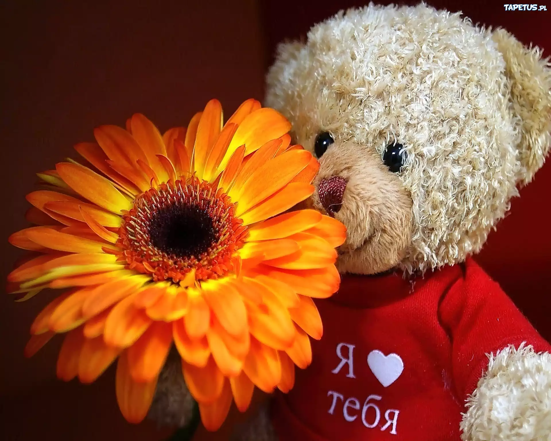 Pluszowy, Miś, Gerbera