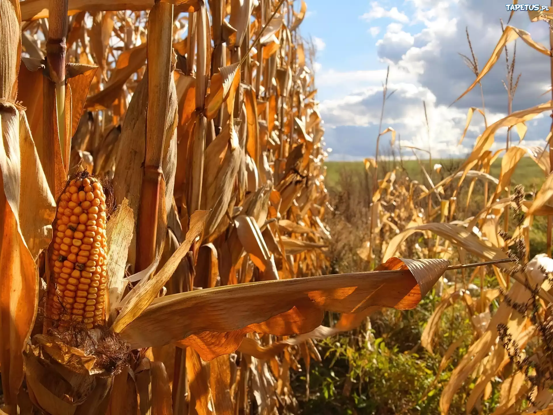 Урожайность кукурузы составляет 4 тонны. Поля кукурузы в Тульской области. Кукурузное поле осенью. Сельское хозяйство кукуруза. Кукурузное поле Эстетика.
