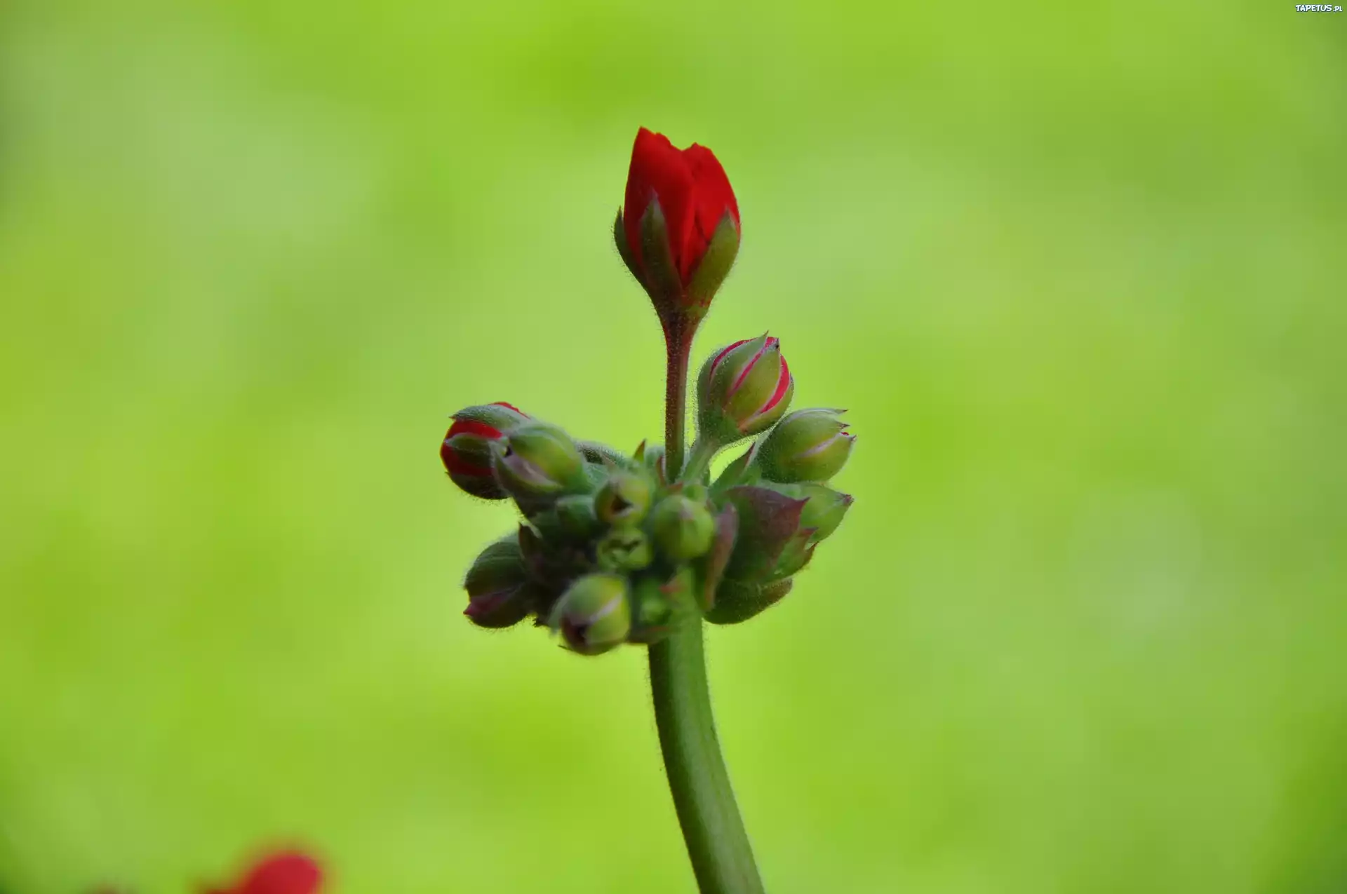 Pąk, Pelargonia