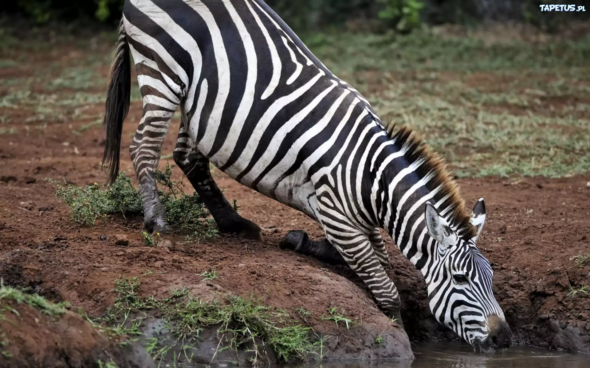 Zebra, Wodopój