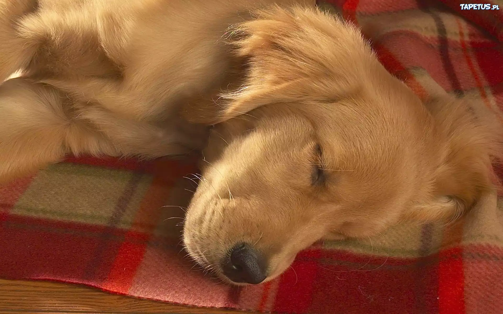 Śpiący, Golden, Retriever