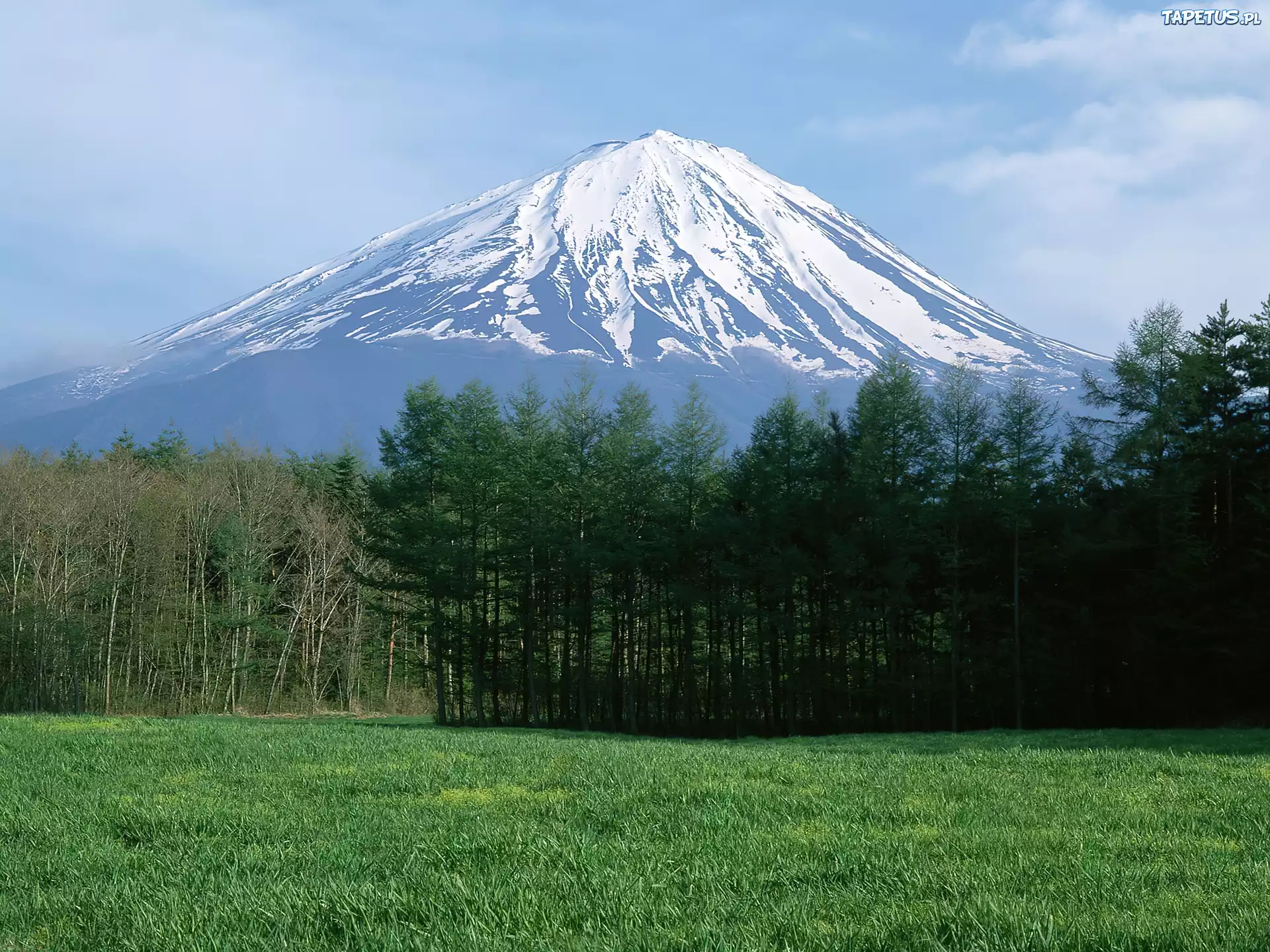 Фудзияма затон. Гора Фудзисан. Фудзияма Япония. Гора Фудзи в Японии. Лес у горы Фудзи в Японии.