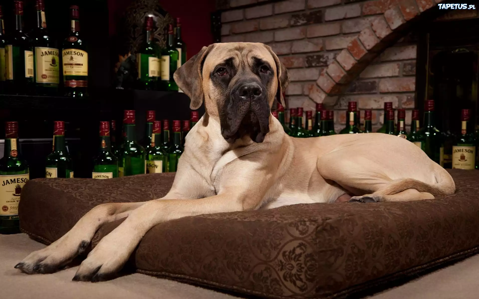 Butelki, Whisky, Poducha, Dog