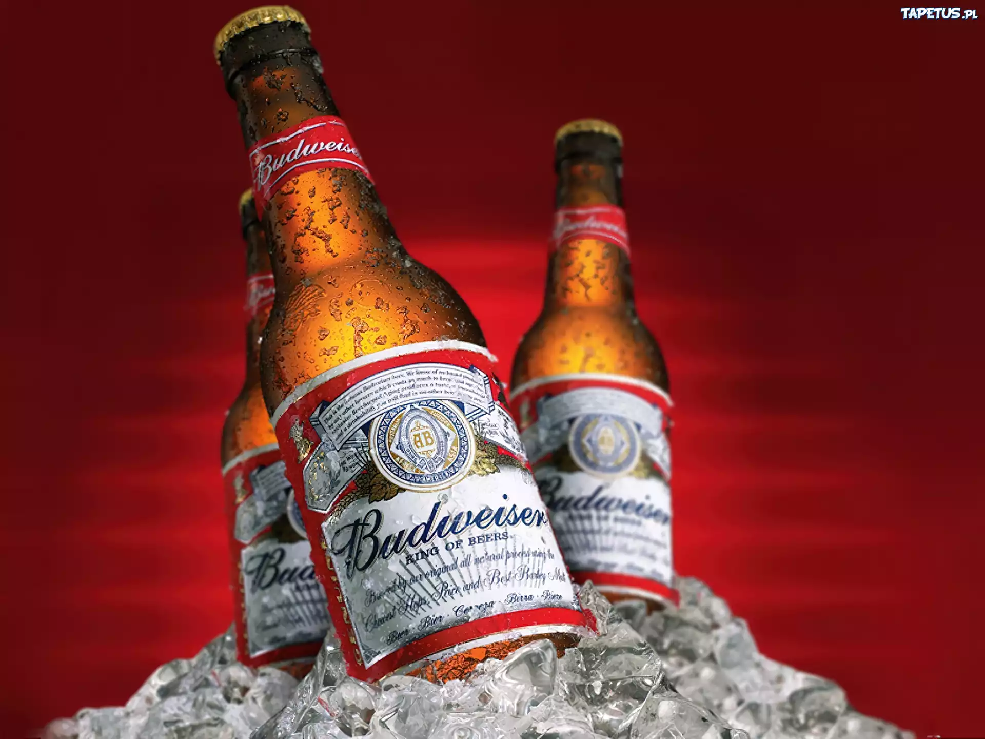 Budweiser, Piwo