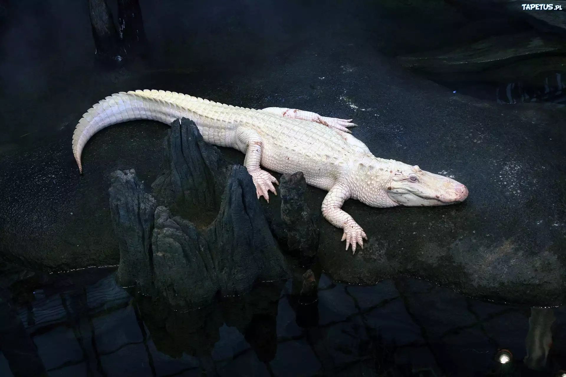 Biały, Krokodyl, Albinos