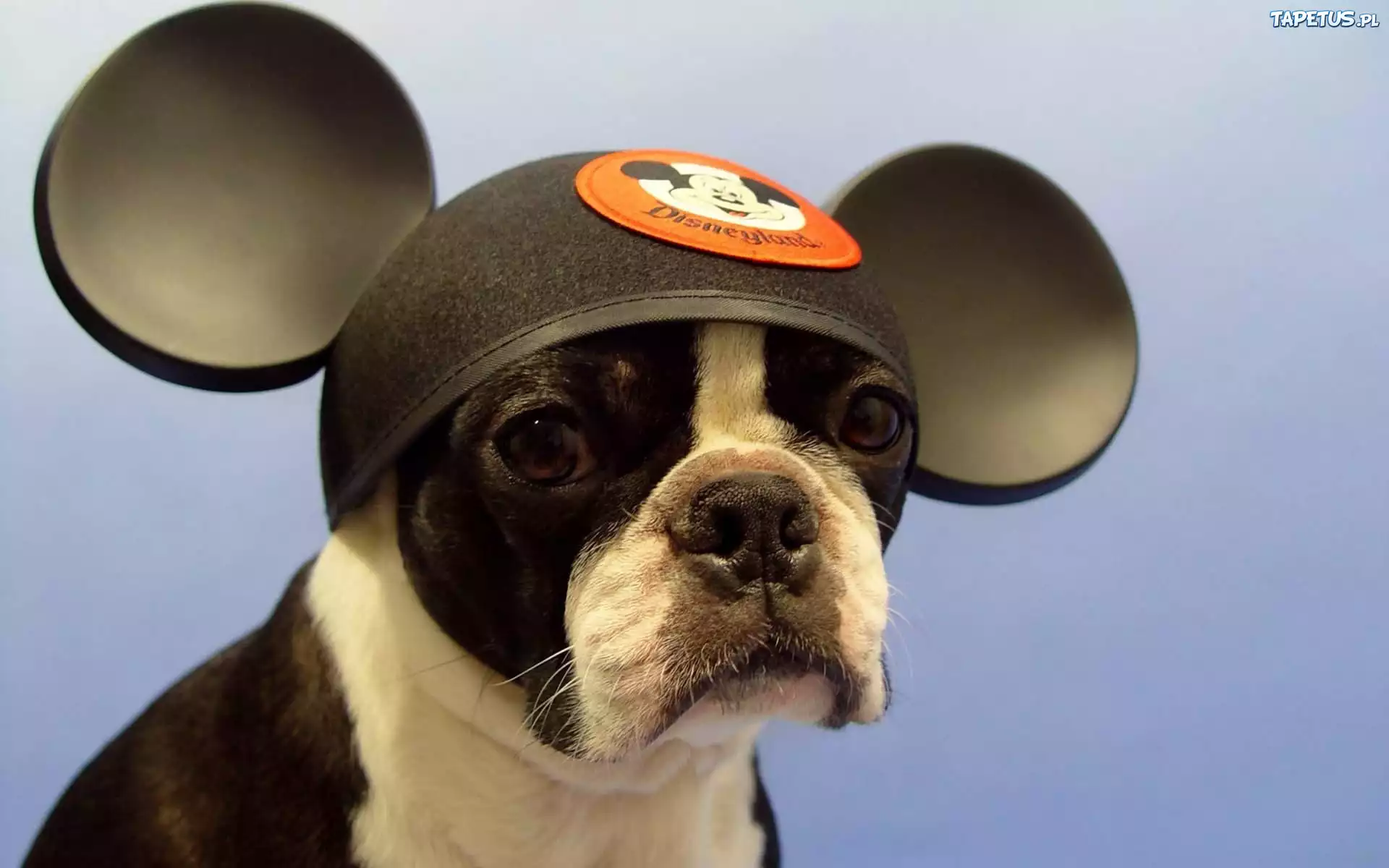 Fan, Myszki Mickey