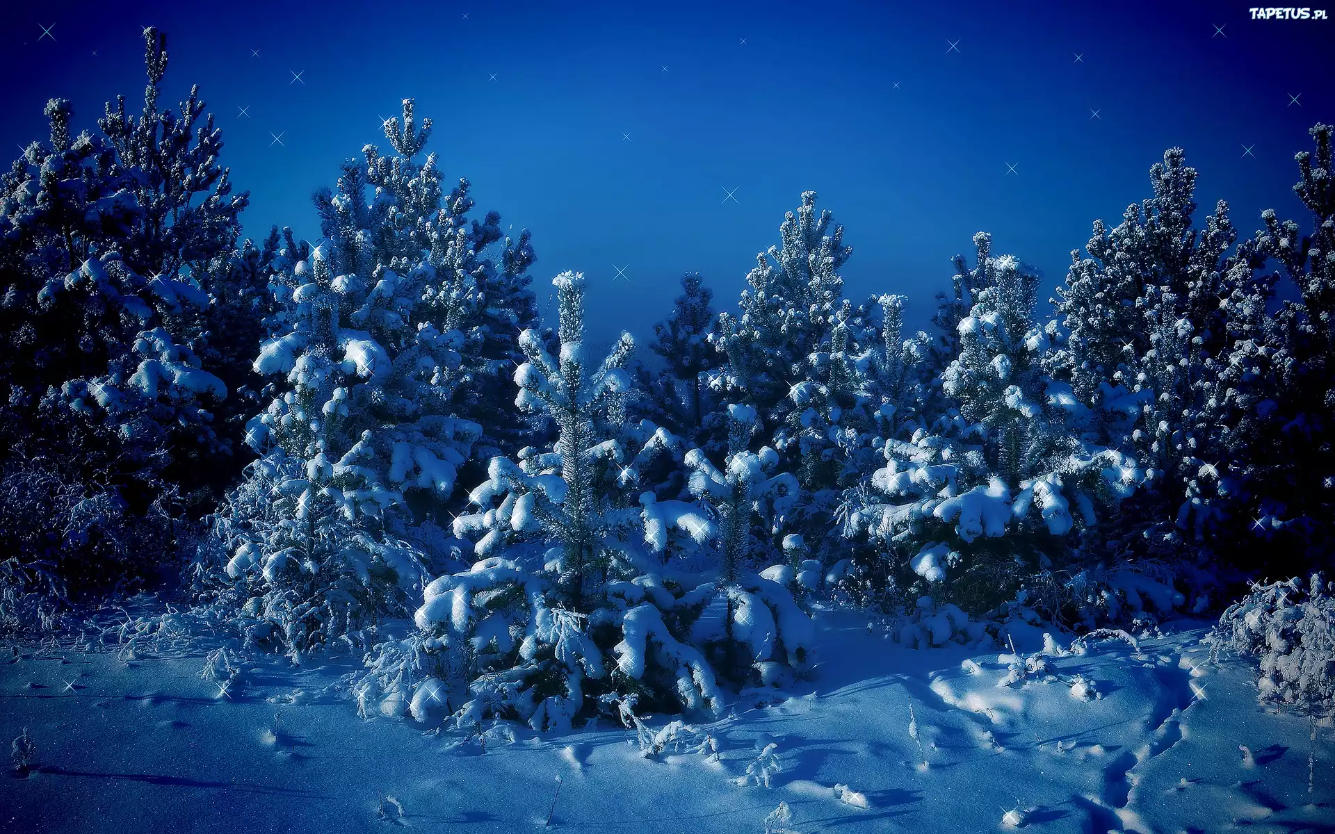 Śnieg, Zima, Mróz, Drzewa, Las, Świerkowy