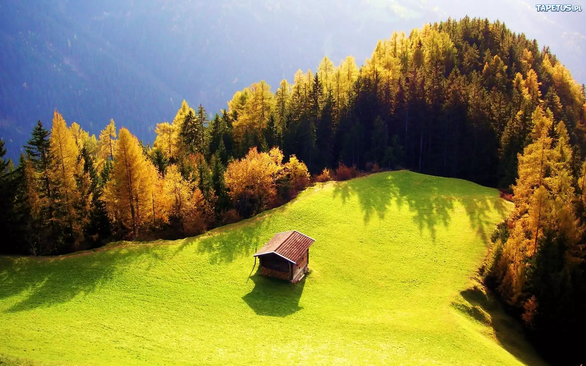 Łąka, Domek, Drzewa