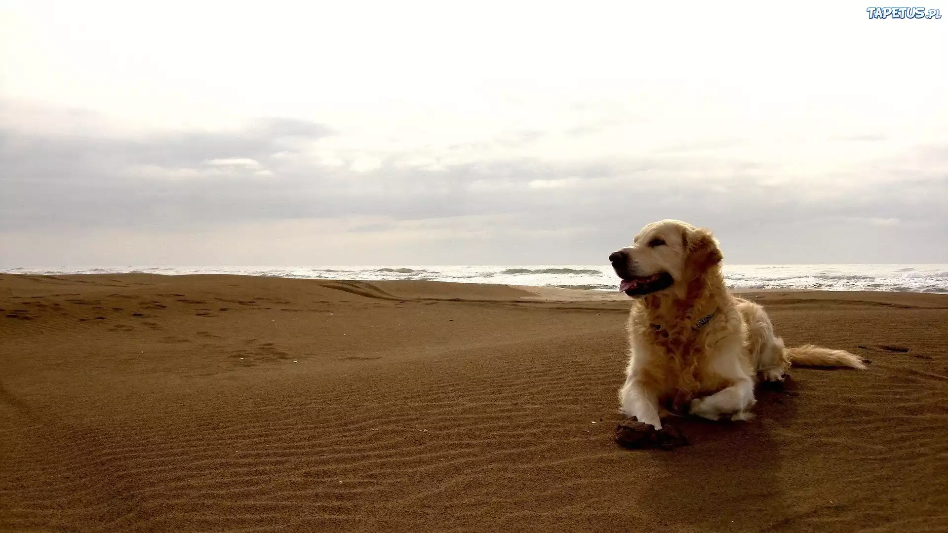 Pies, Golden Retriever, Plaża, Morze