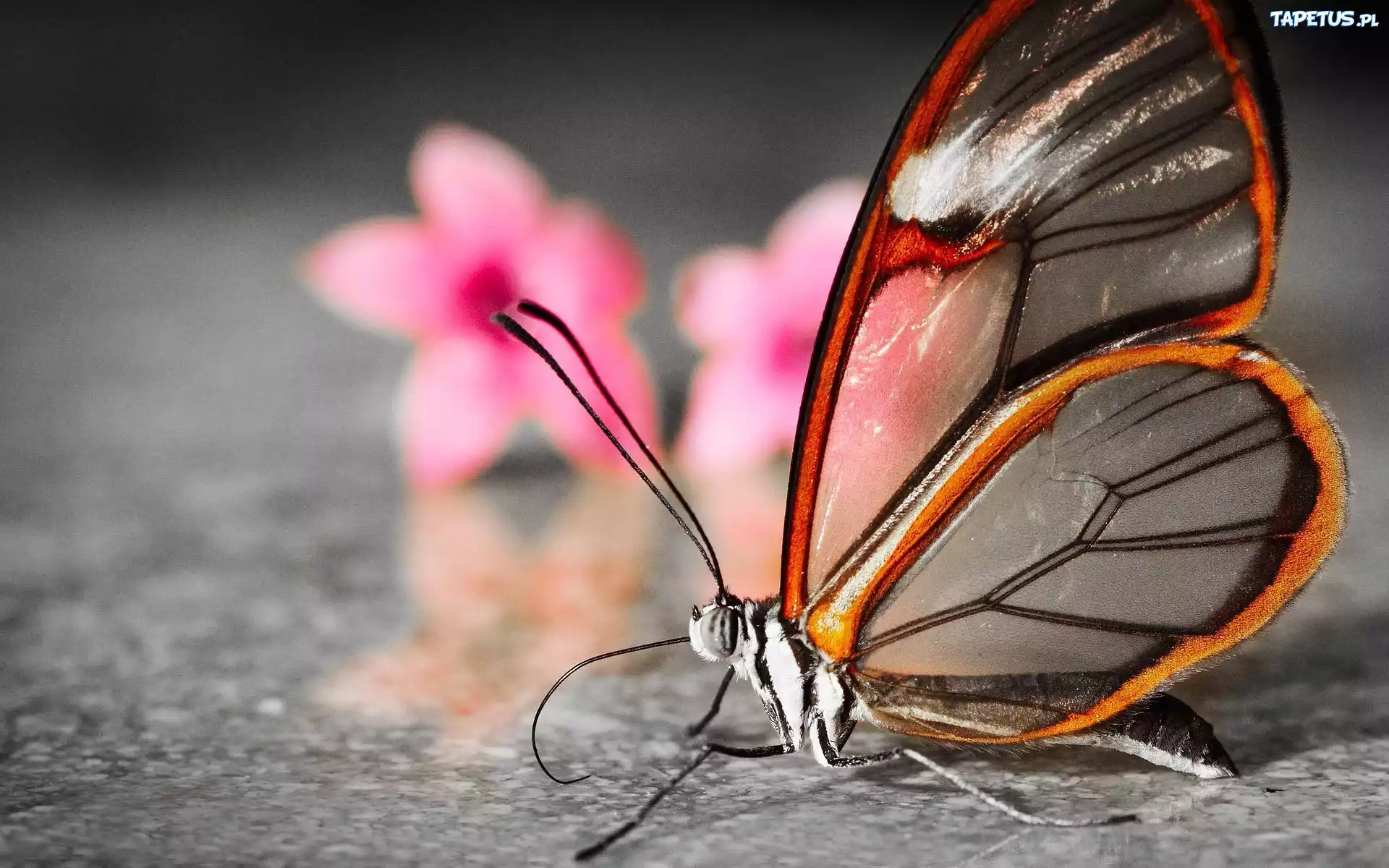 Motyl, Greta Oto, Kwiaty, Podłoga
